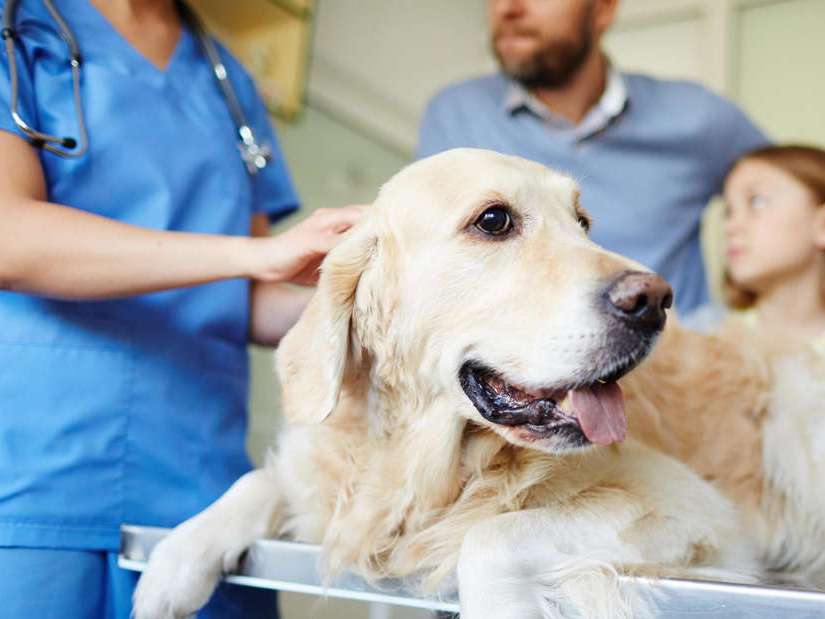 Ansicht 1 von Tierärzte IVC Evidensia Tierarztpraxis Büttner