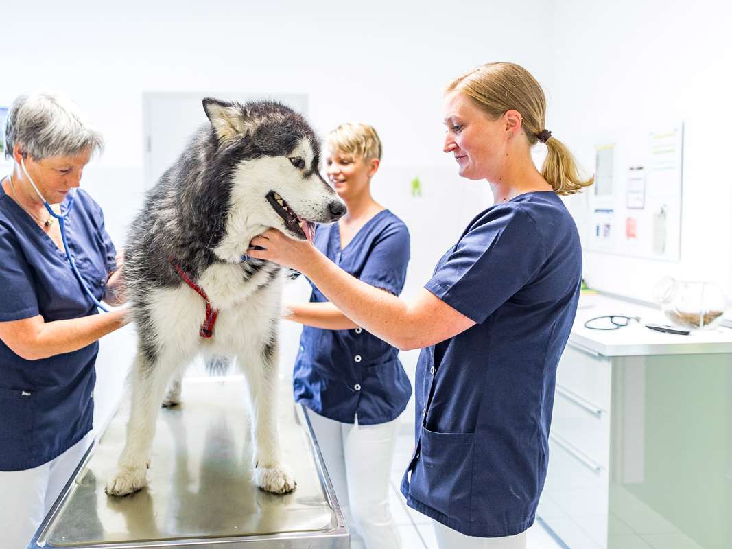 Ansicht 1 von Tierärztliche Praxis für Kleintiere Michaela Wenk
