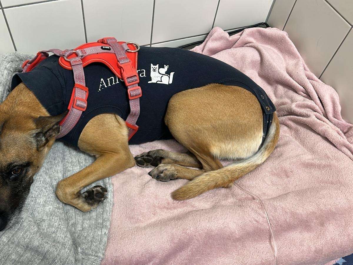 Ansicht 3 von AniCura Tierklinik Haar