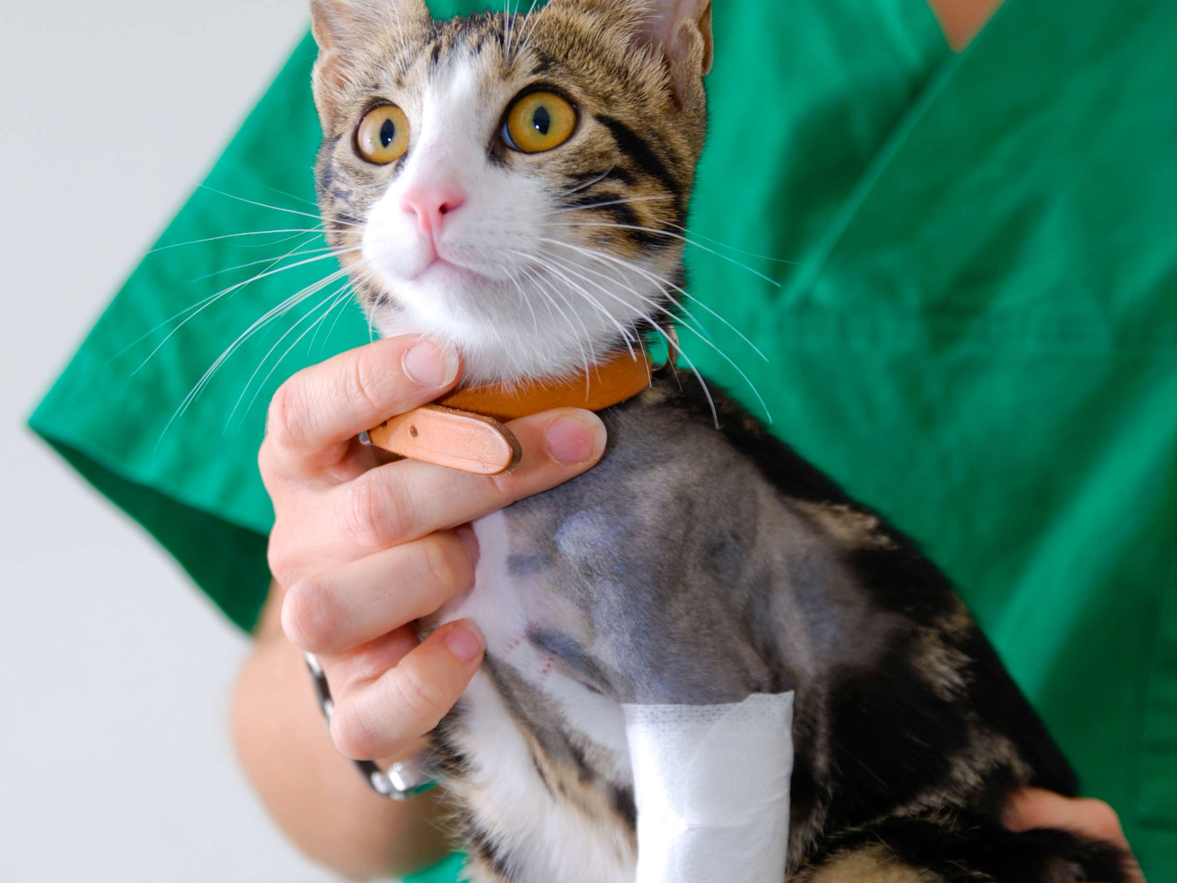 Ansicht 3 von Tierärztliche Praxis für Kleintiere Dr. med. vet. Uwe Reinhard
