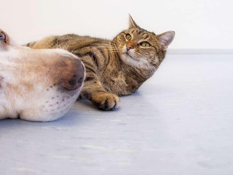 Ansicht 2 von Tierärztliche Praxis Dr. Philipp Krug