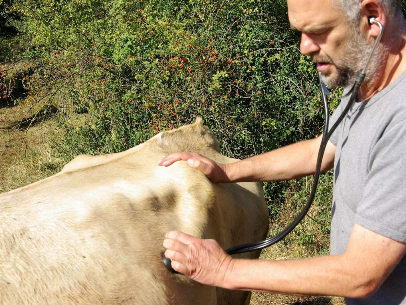 Ansicht 3 von Tierarztpraxis Langenselbold