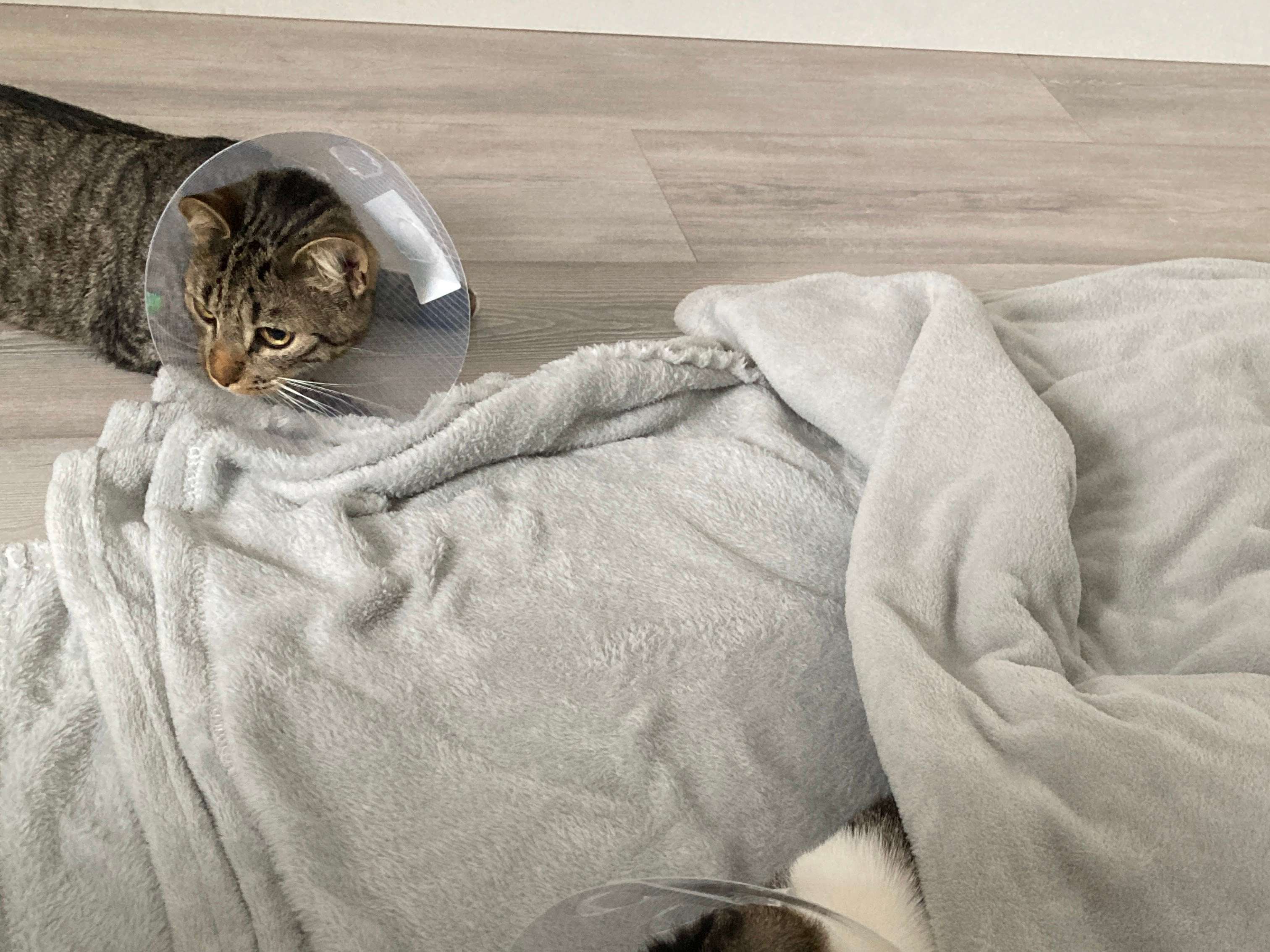 Ansicht 4 von felmo Mobiler Tierarzt Essen