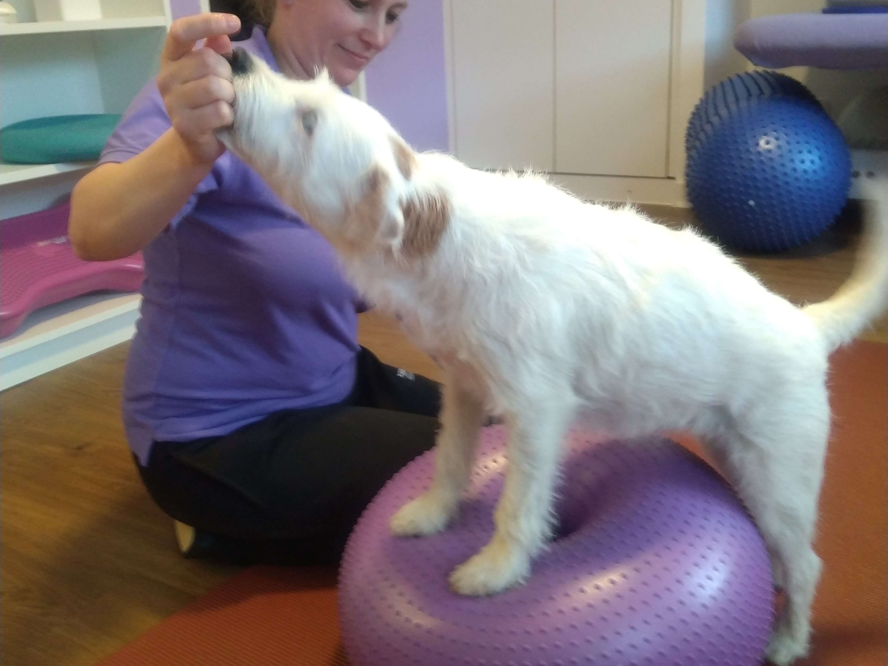 Ansicht 1 von Hundephysiotherapie Jenny Keller