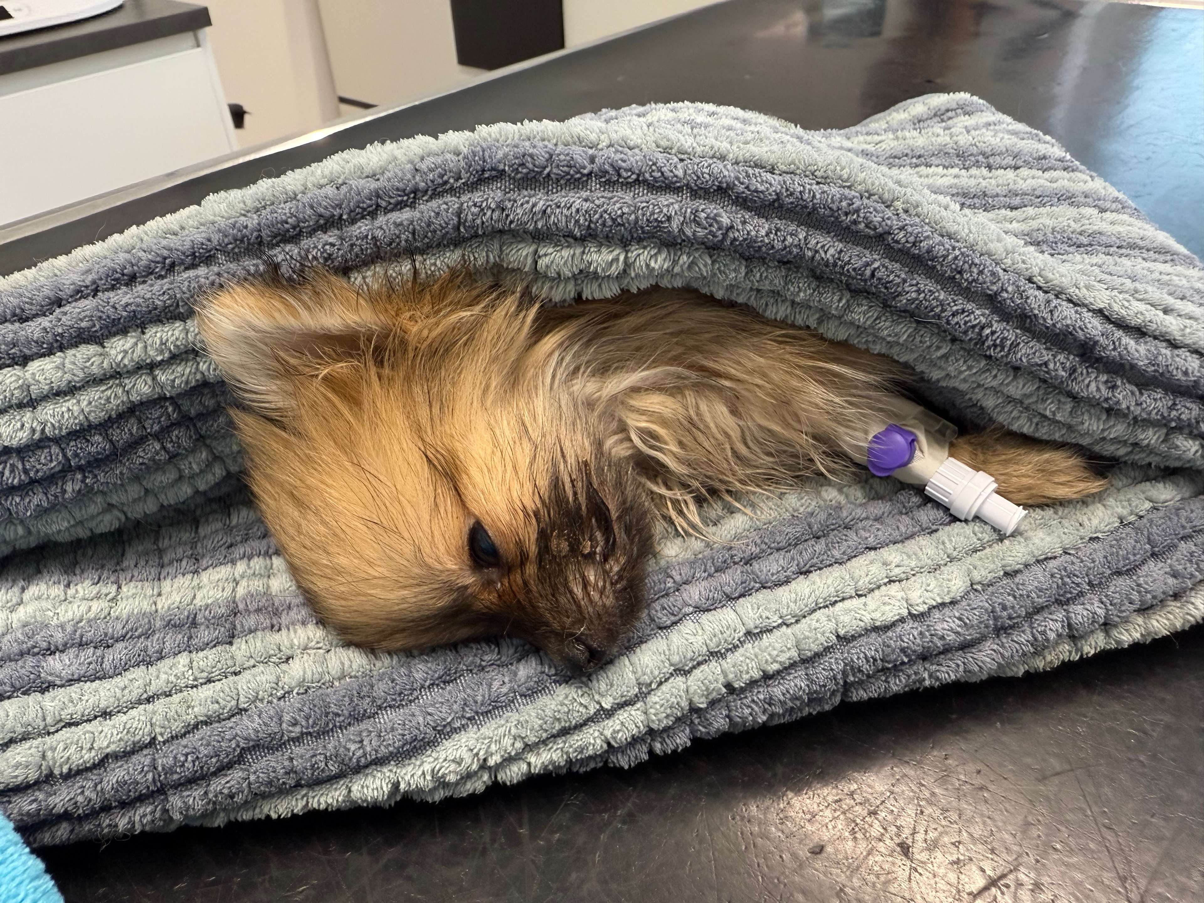 Ansicht 2 von Tierärztliche Klinik für Kleintiere Dr. med. vet. Jan Apelt