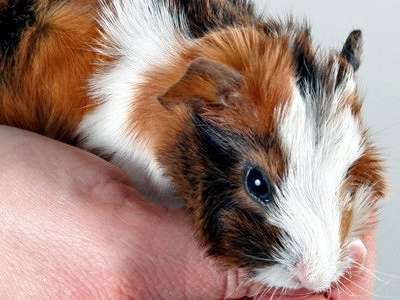Ansicht 2 von Tierärztliche Praxis für Klein- und Heimtiere, Ute Lipka