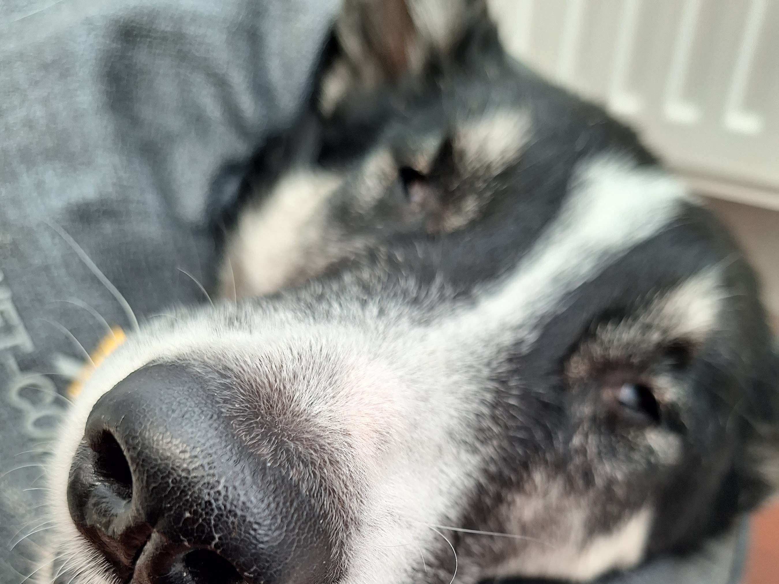 Ansicht 2 von Tierklinik Bad Ischl Dr.Adelsmayr/Mag.Grabner OG