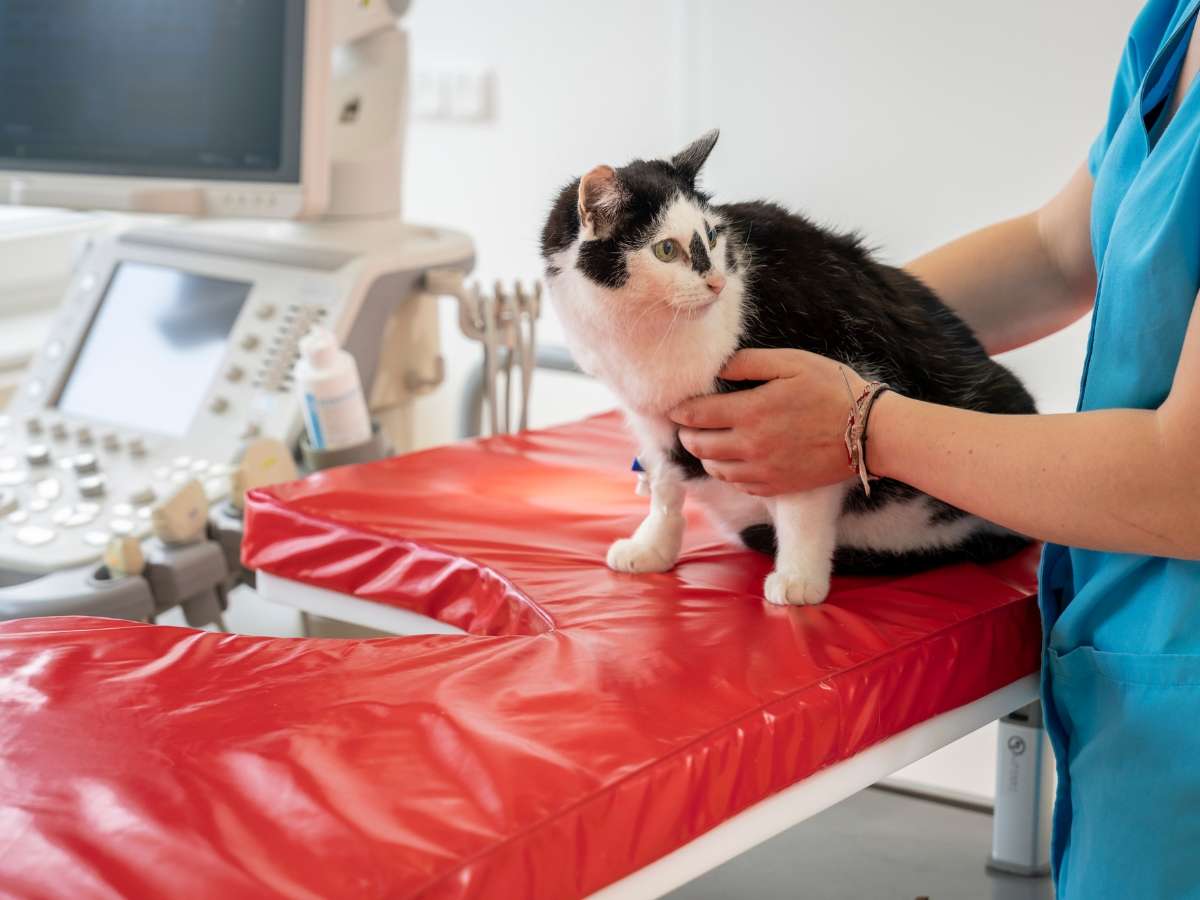 Ansicht 3 von Tierarzt Marburg, Tiergesundheitszentrum Marburg