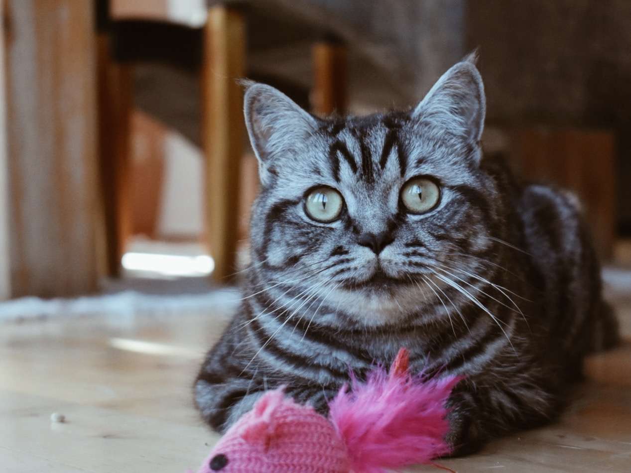 Ansicht 3 von Tierärztliche Praxis für Katzen