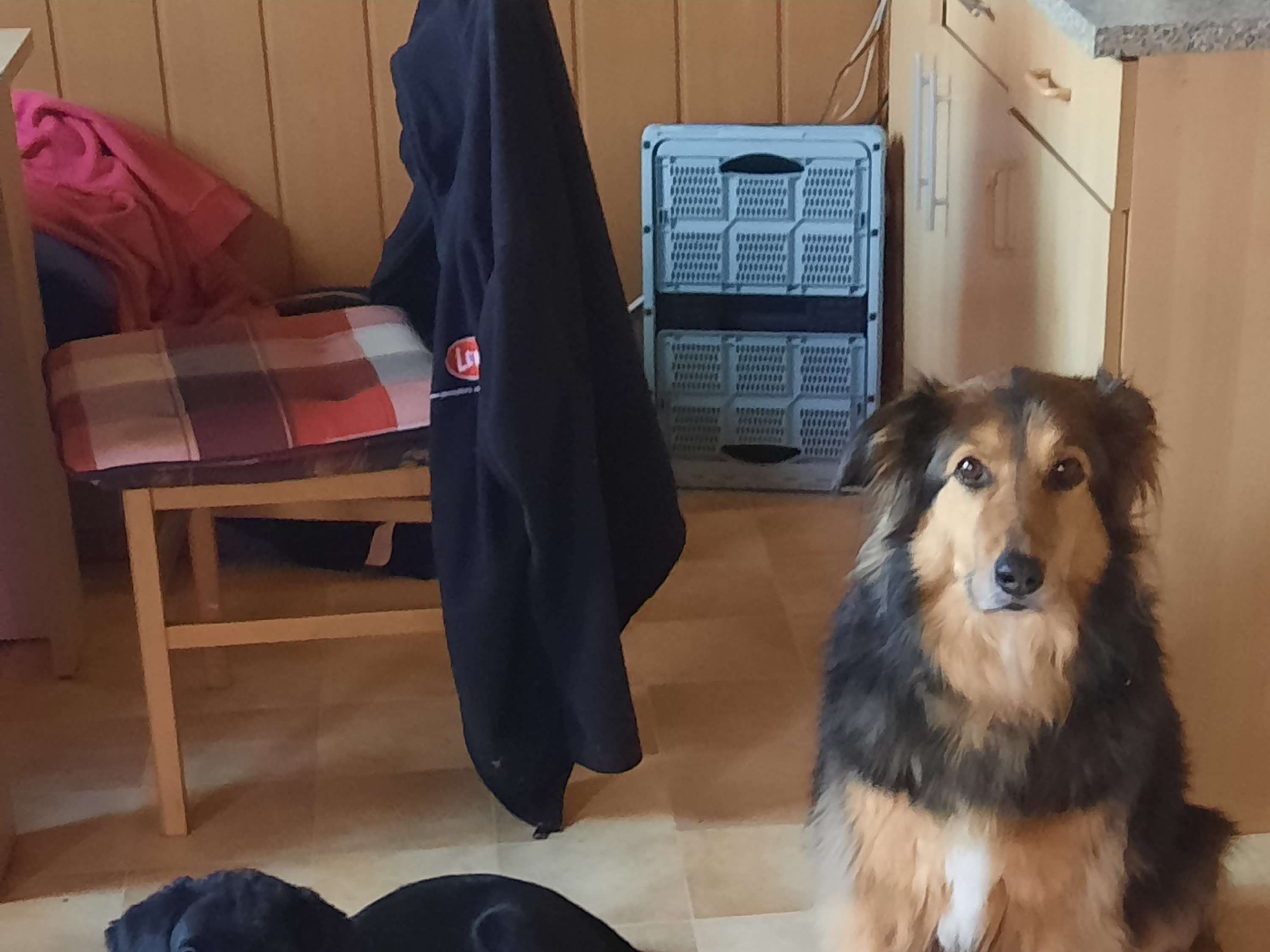 Ansicht 2 von Tierarztpraxis Kremmen Lisa Sommer