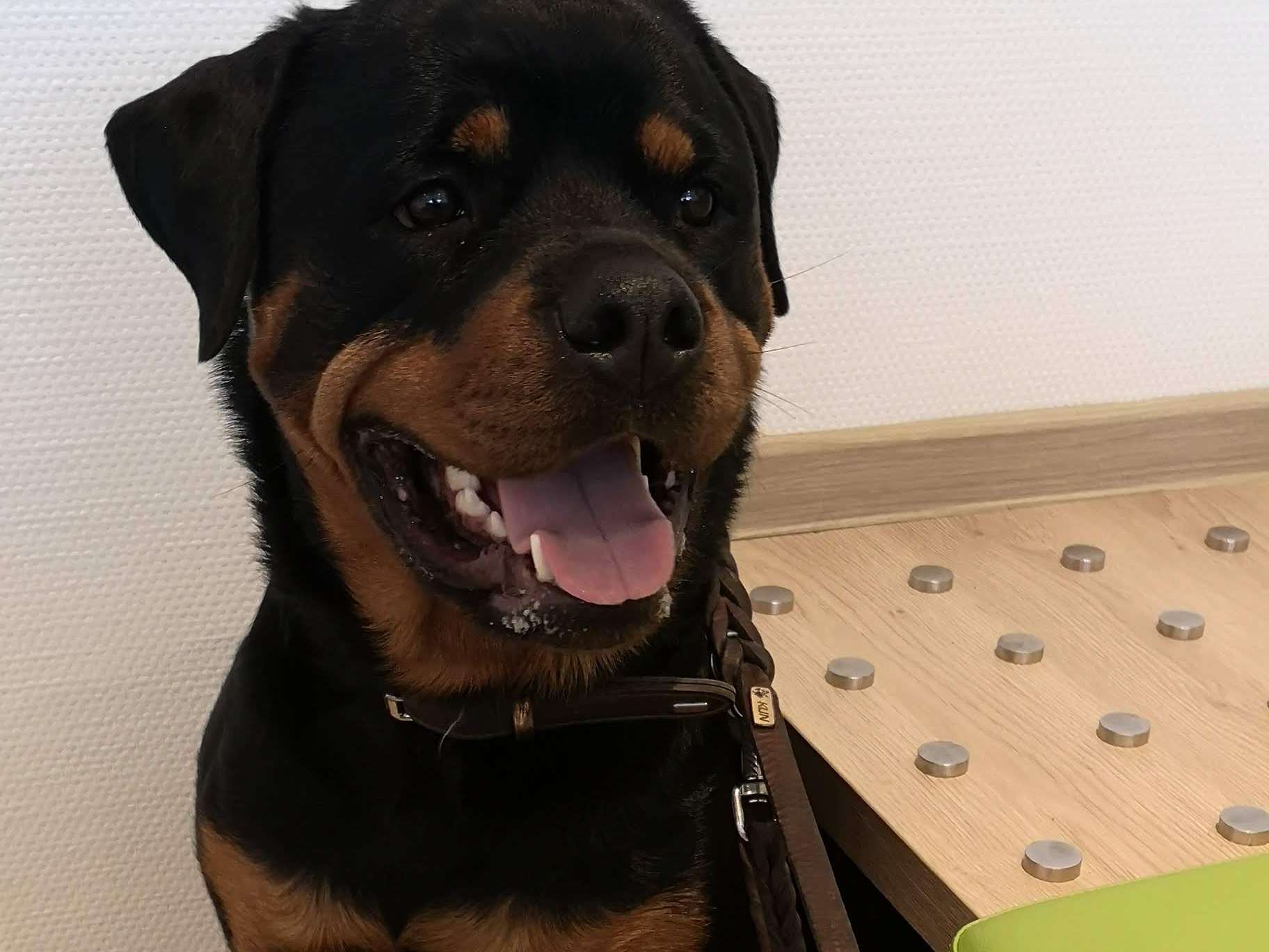 View 1 of Dr. med. vet. Kai Boye