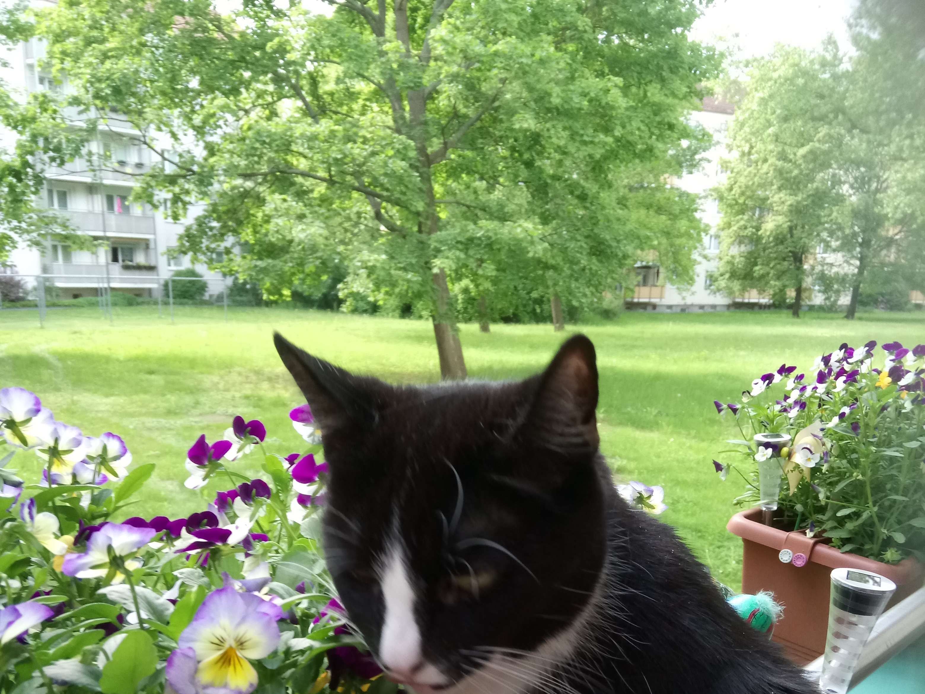 Ansicht 3 von Kleintierpraxis am Großen Garten