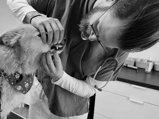 Ansicht 1 von Tierarztpraxis Schönbacher