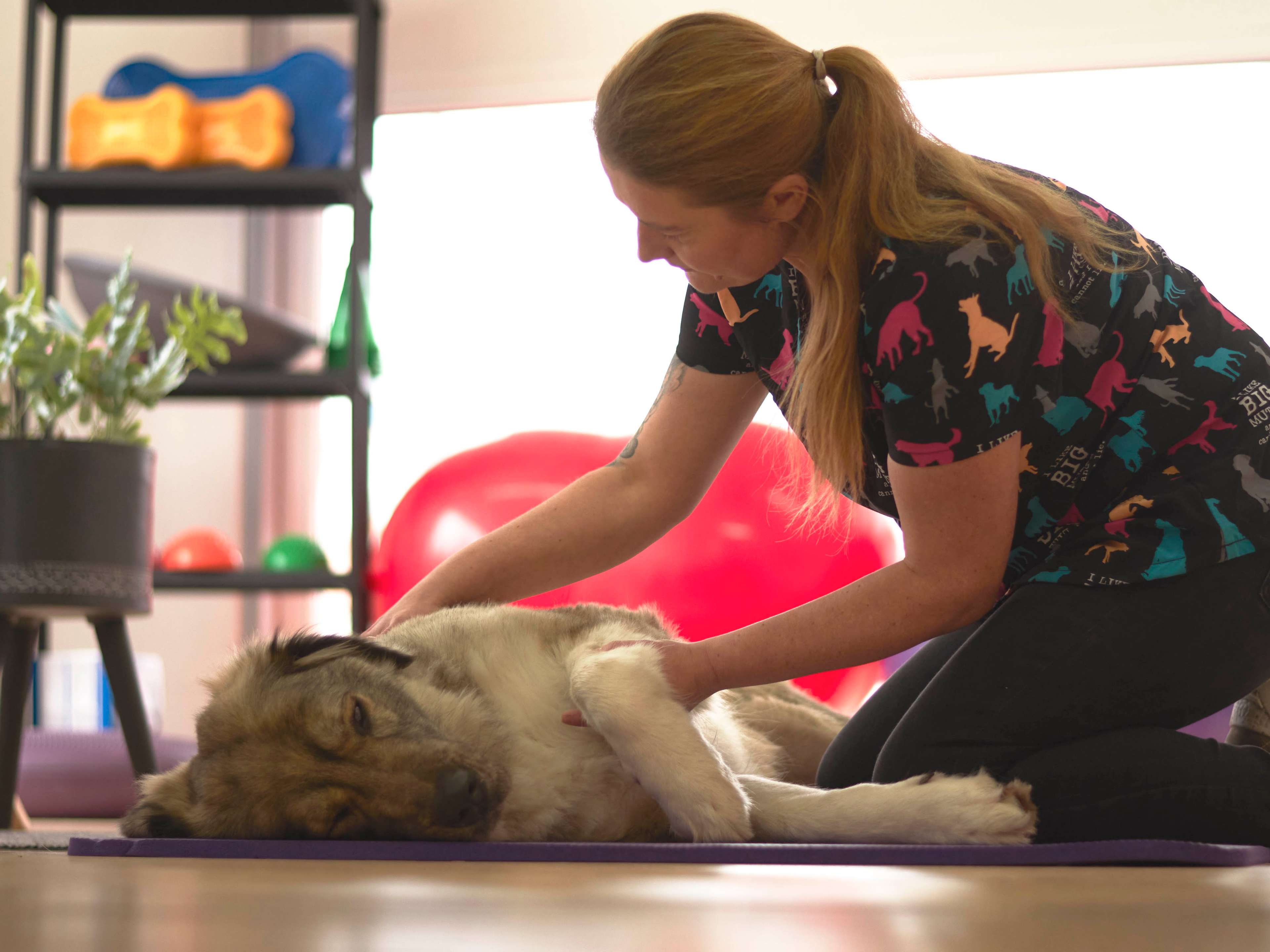 Ansicht 1 von Hundephysiotherapie Nadine Amsberg