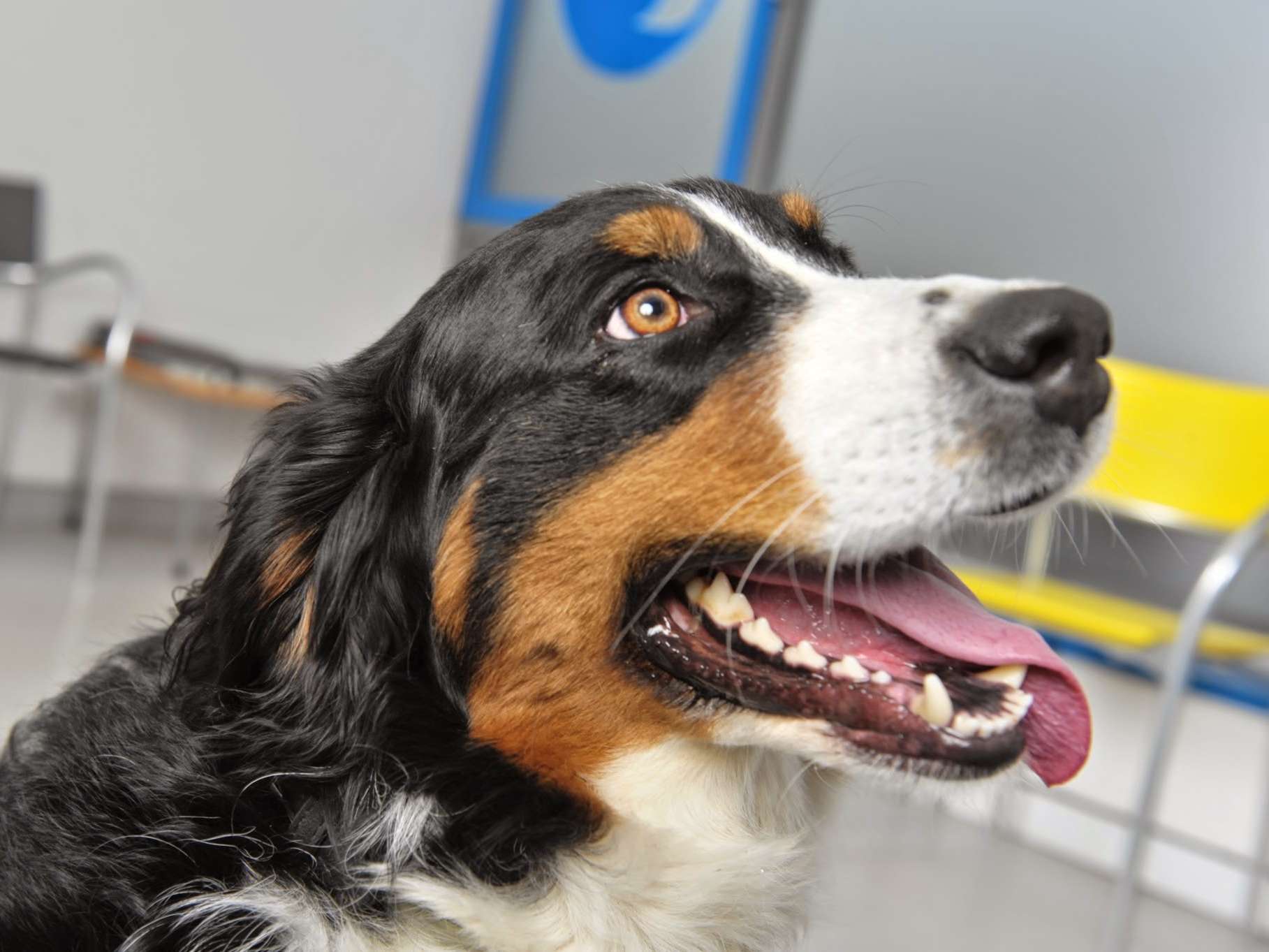Ansicht 1 von Tierärztliche Gemeinschaftspraxis Dr. Wetzel u. Dr. Kohler Tierärzte