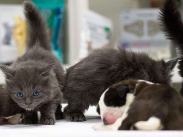 Ansicht 3 von Dr. med. vet. Bianca Dusi-Färber | Tierarzt | Vaterstetten