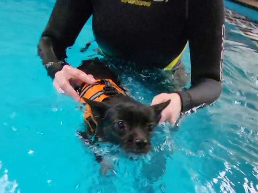 Ansicht 3 von Gangwerk Praxis für Hundephysiotherapie