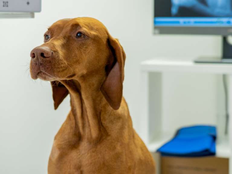 Ansicht 1 von Fachzentrum für Kleintiermedizin Langenhagen, Tierarzt Dr. Bogenhagen & Stegen, DECVS