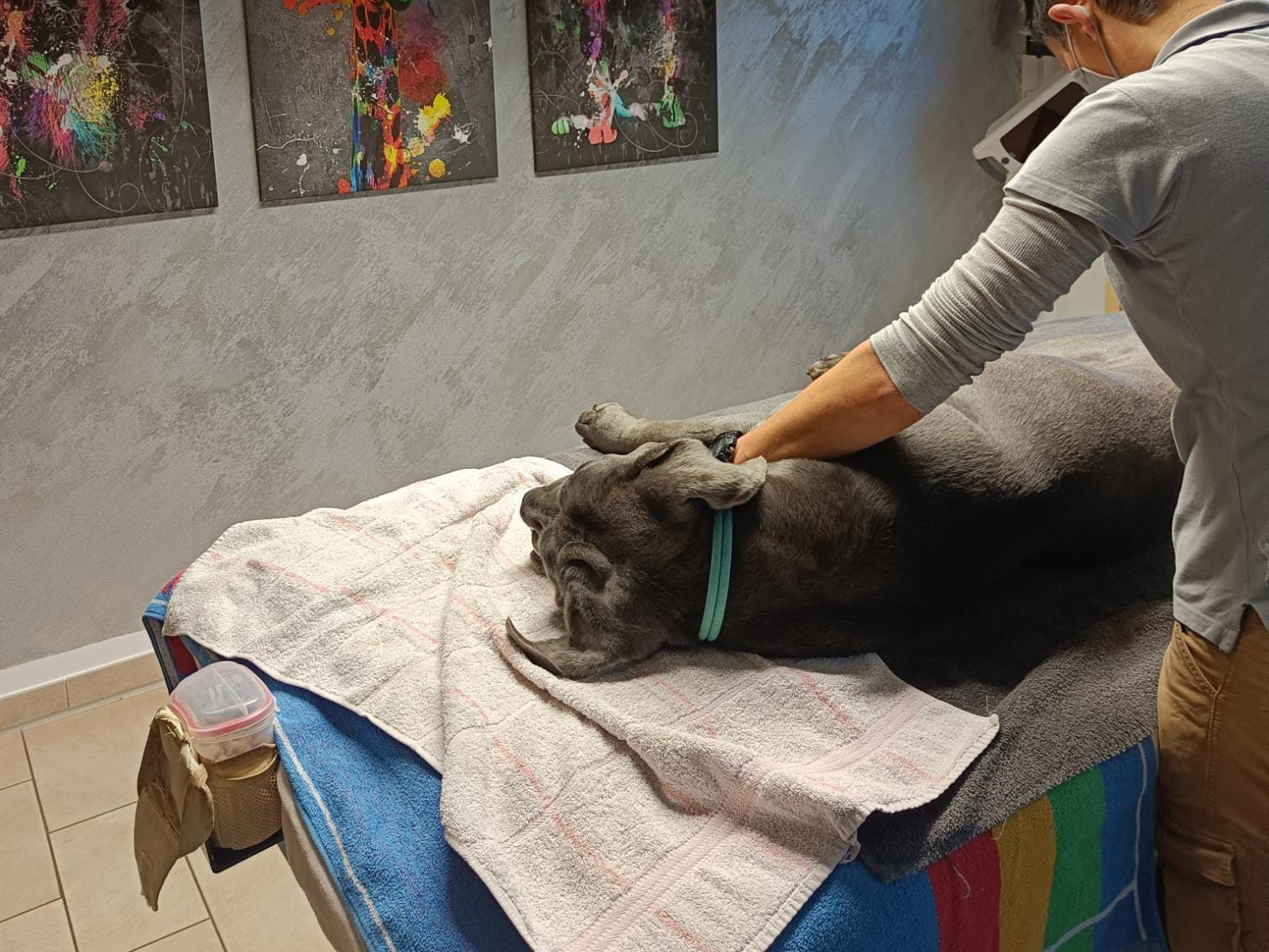 Ansicht 3 von Tierphysiotherapie Karl