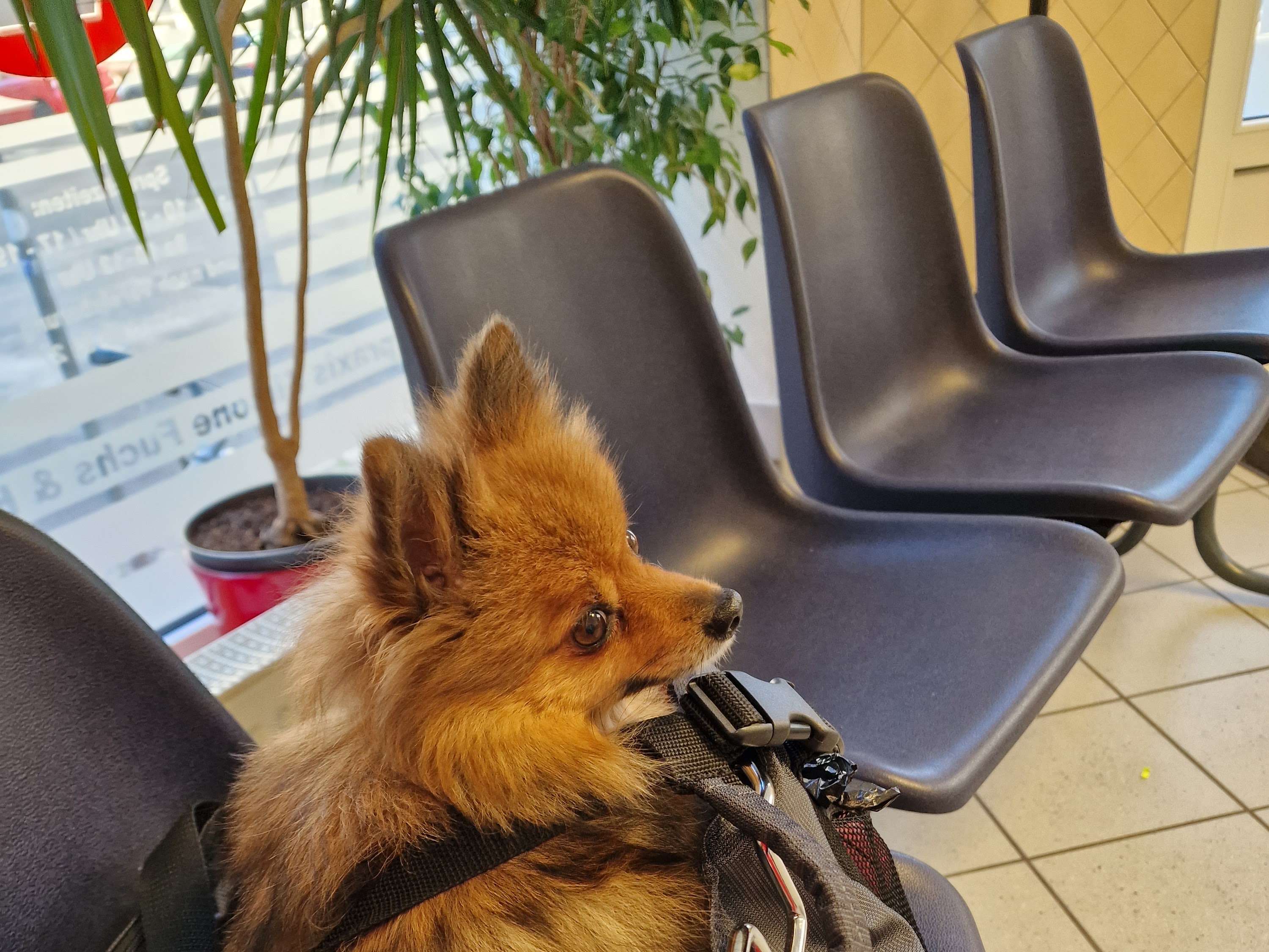 Ansicht 2 von Tierärztliche Gemeinschaftspraxis Tierarzt Holm Schnelle & Fachtierärztin Simone Fuchs