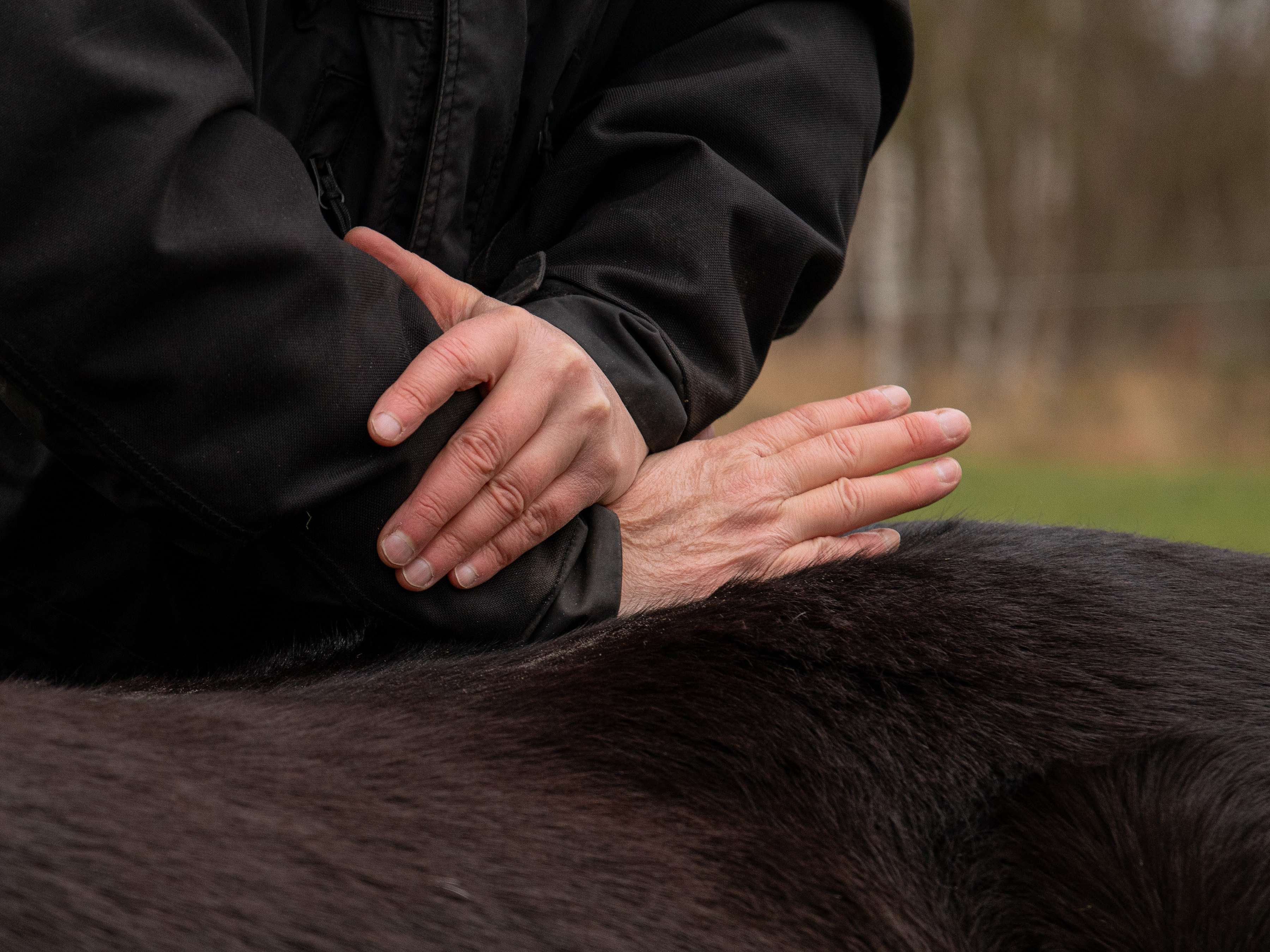 Ansicht 1 von Tierarztpraxis für Chiropraktik & Rehabilitation