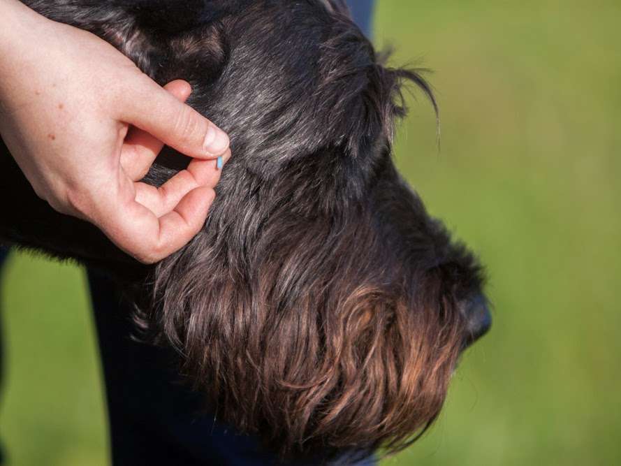 Ansicht 2 von Ganzheitliche Tierarztpraxis Dr. Stephanie Kirchhartz
