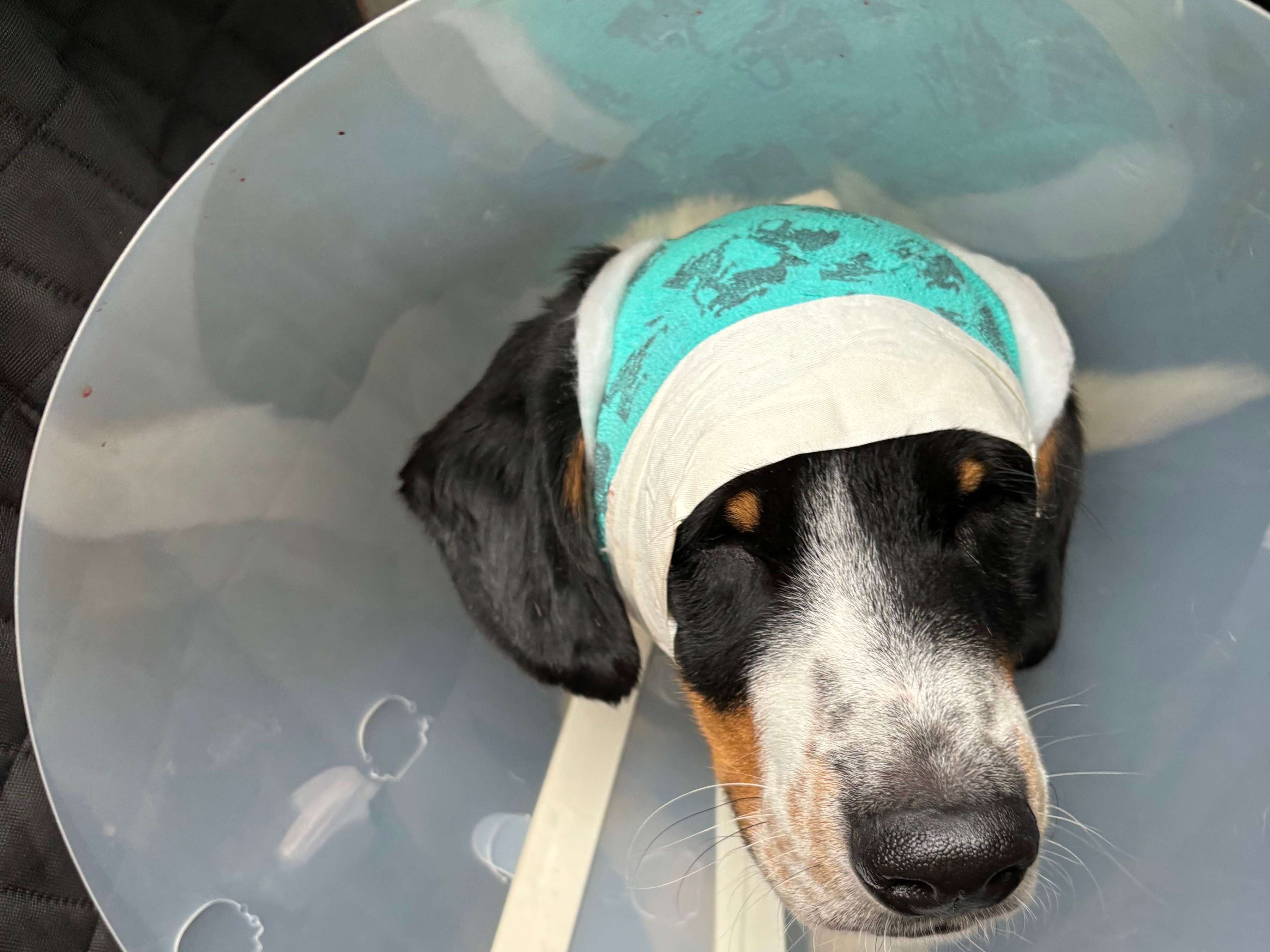 Ansicht 3 von Tierarzt Vallendar, Tierärztliche Gemeinschaftspraxis Emmerich & Häberlein