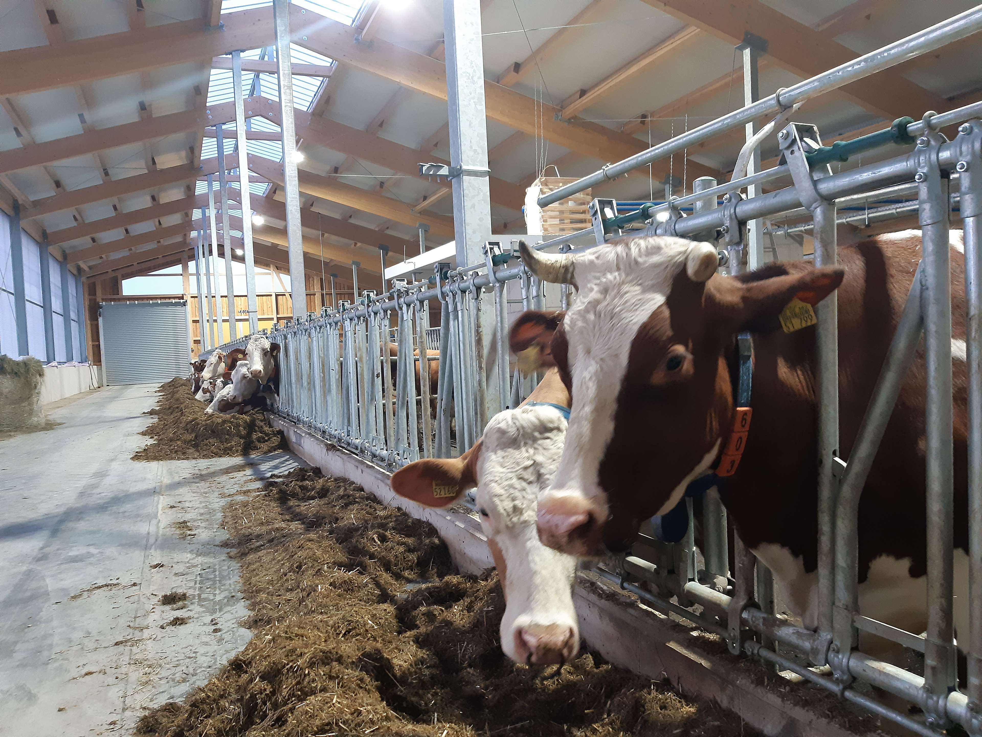Ansicht 3 von Ilztal Vet Tierärztliche Praxis für Groß und Kleintiere