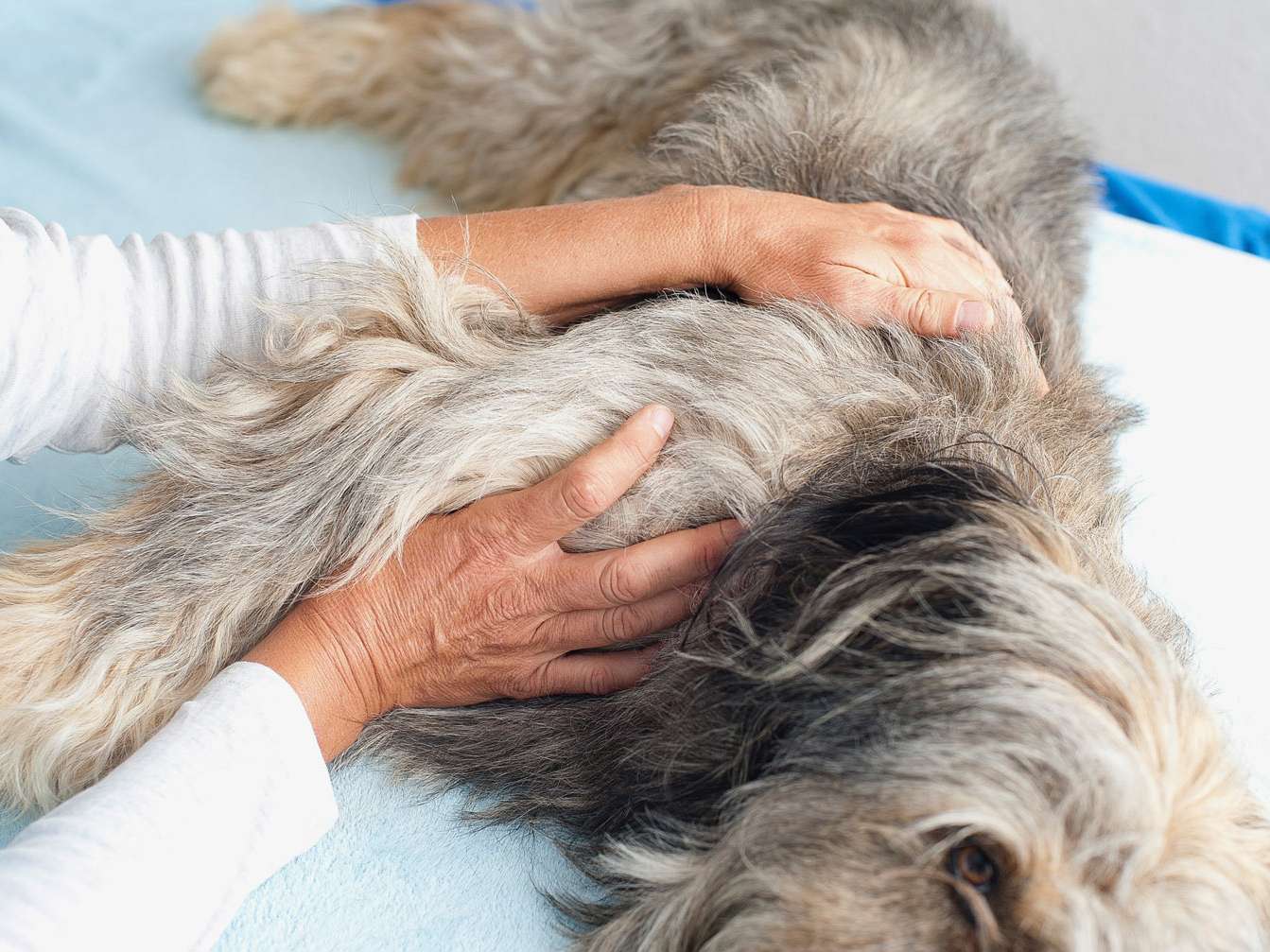 Ansicht 3 von Tierarztpraxis für Physiotherapie, Dr. med. vet. Ulrike Neff