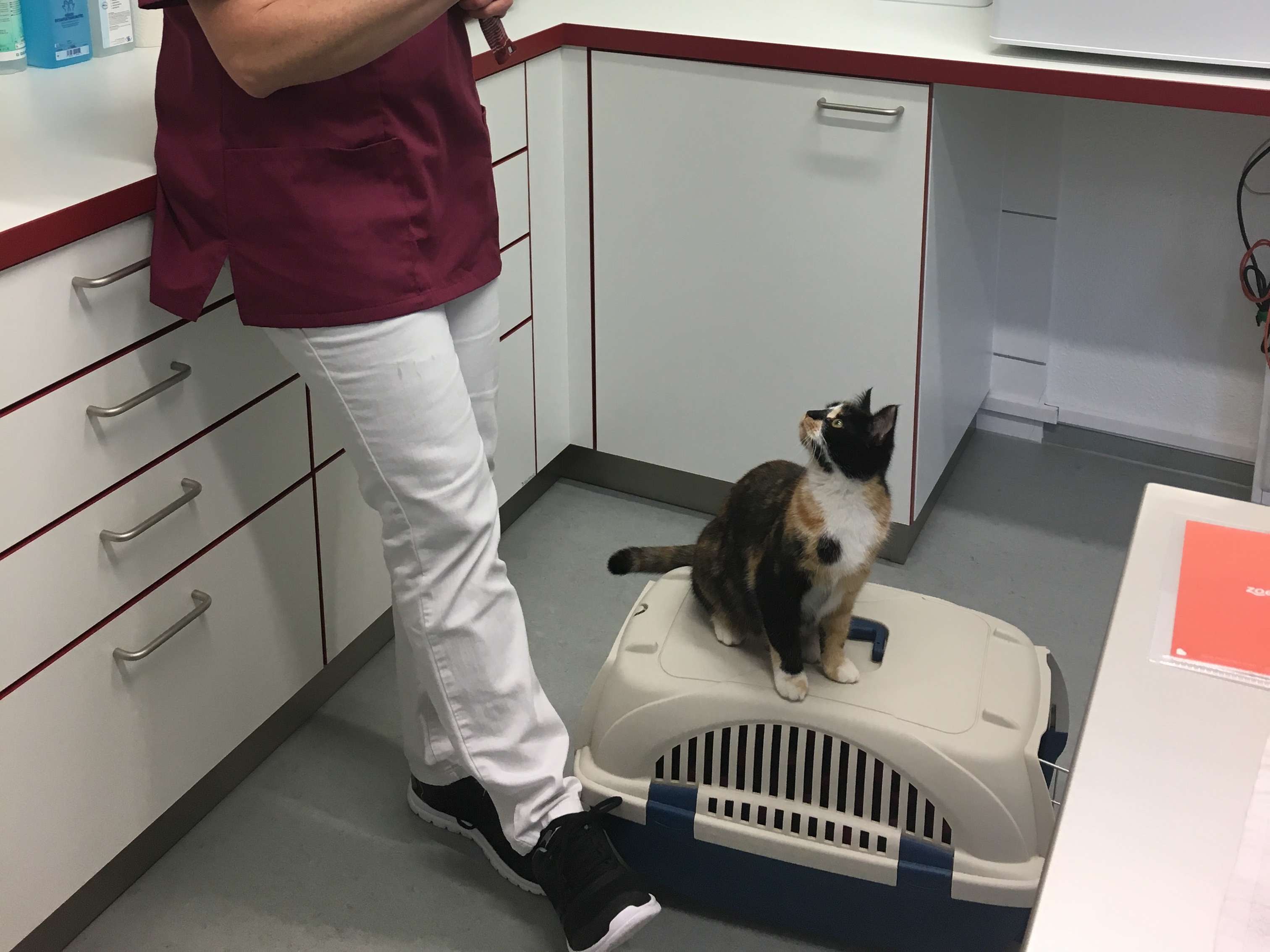 Ansicht 2 von Kleintierpraxis Dr. Durka, Tätigkeitsschwerpunkt Katzenmedizin