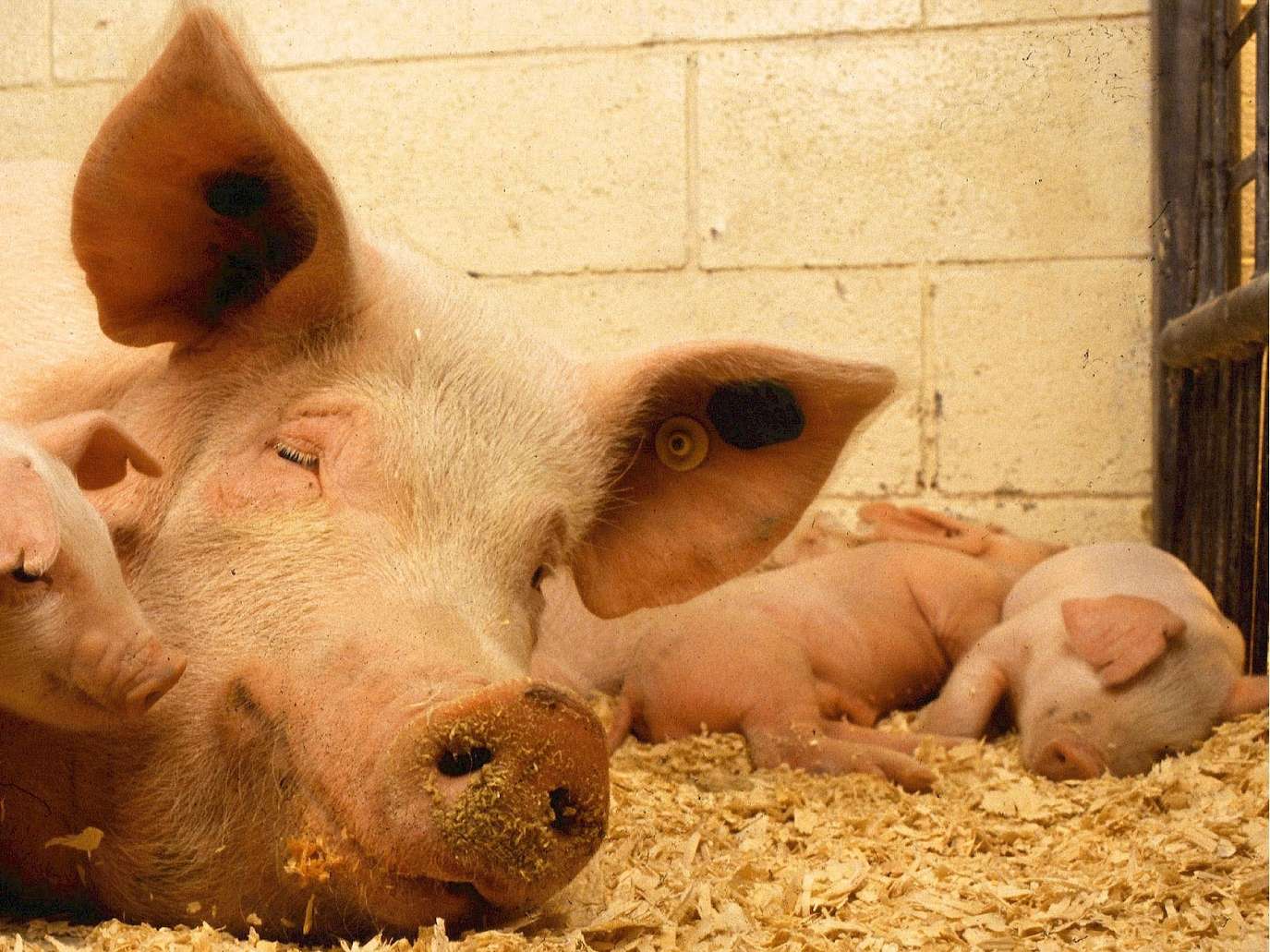 Ansicht 3 von Tierärztliche Gemeinschaftspraxis Dr. Blome, Dr. Vogt, Dr. Kersting, Dr. Fillmer