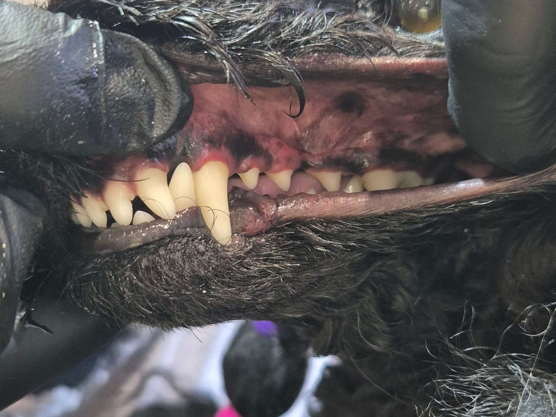 Ansicht 2 von Tierheilpraktikerin & Ernährungsberaterin BARF Anja Schaumlöffel