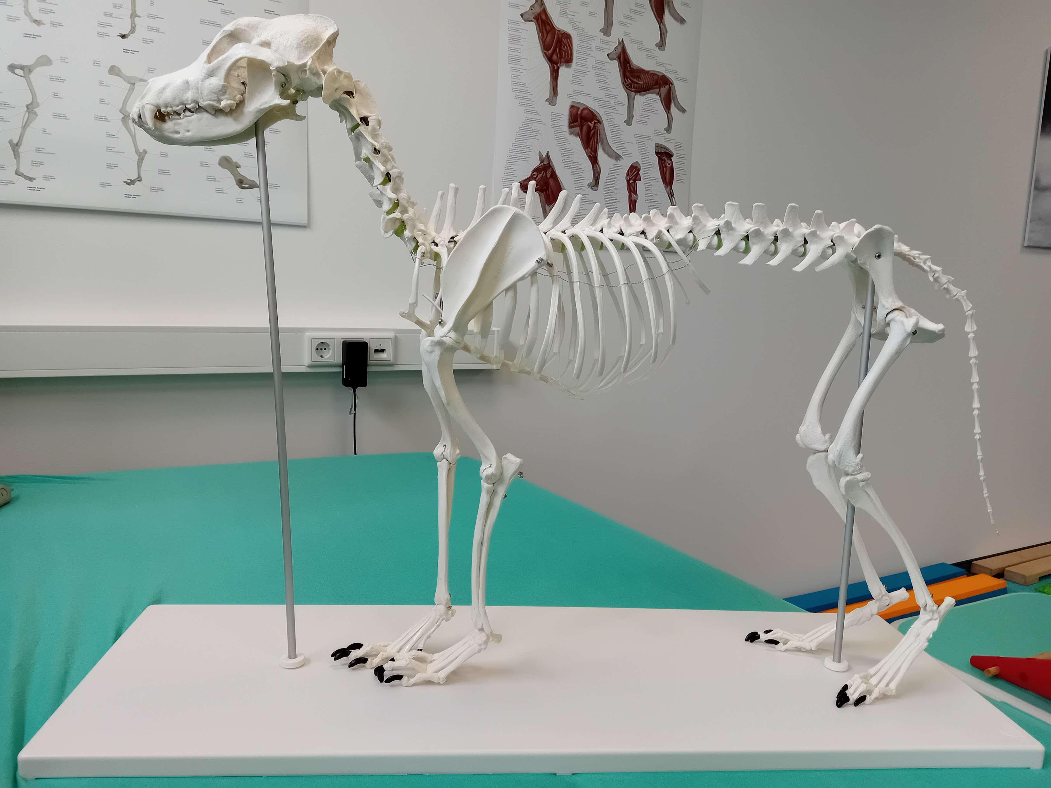 View 3 of PhysioDog Hundephysiotherapie