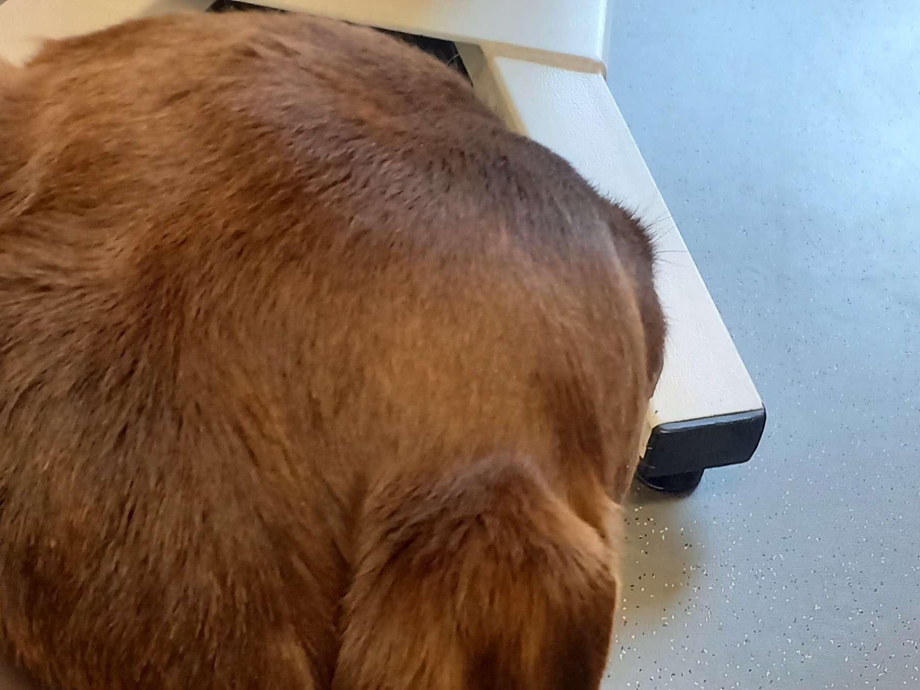 Ansicht 1 von Tierärztliche Gemeinschaftspraxis Dr. Kreher & Dr. Stamnitz
