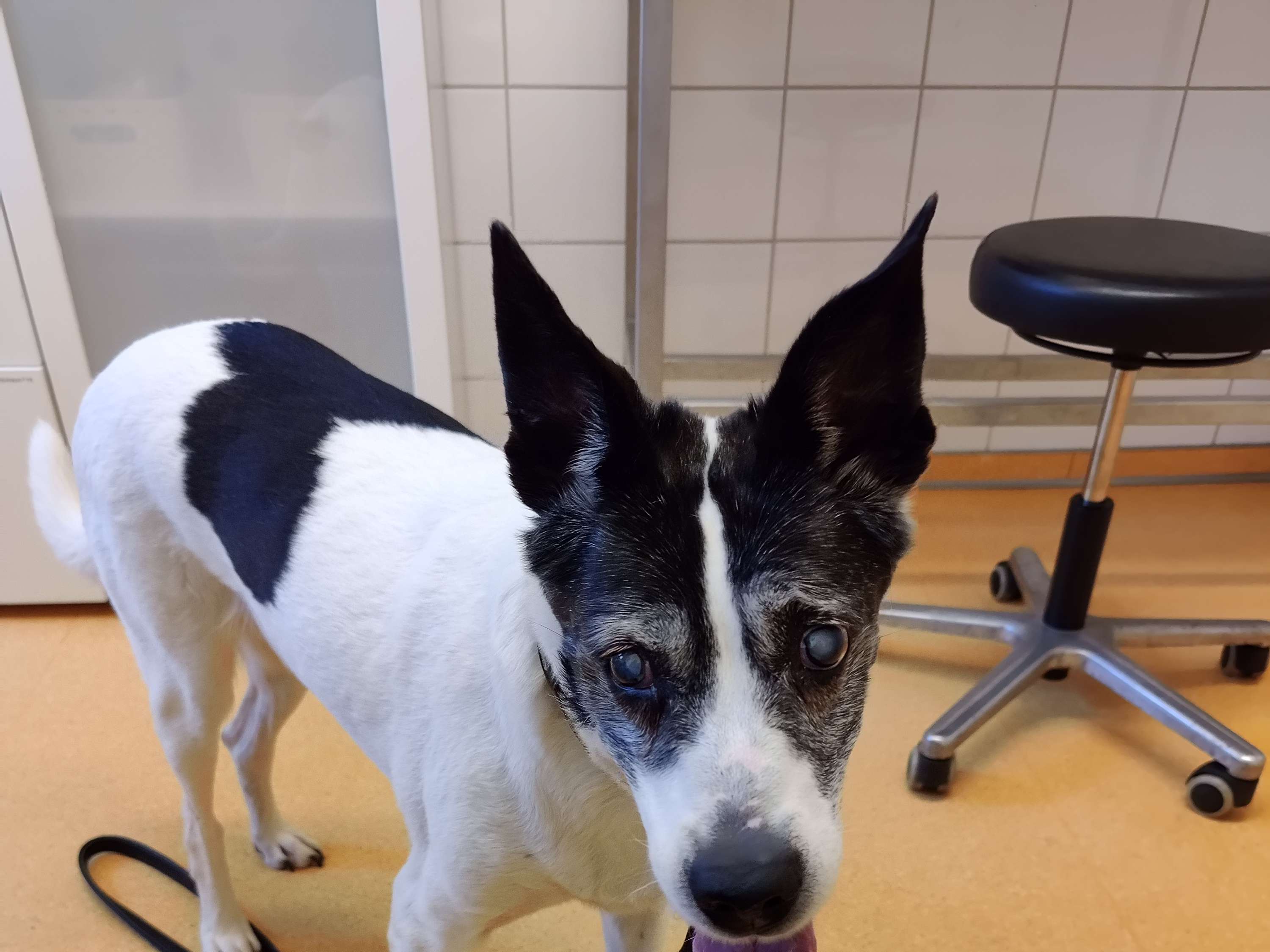 Ansicht 2 von Zentrum für Kleintiermedizin