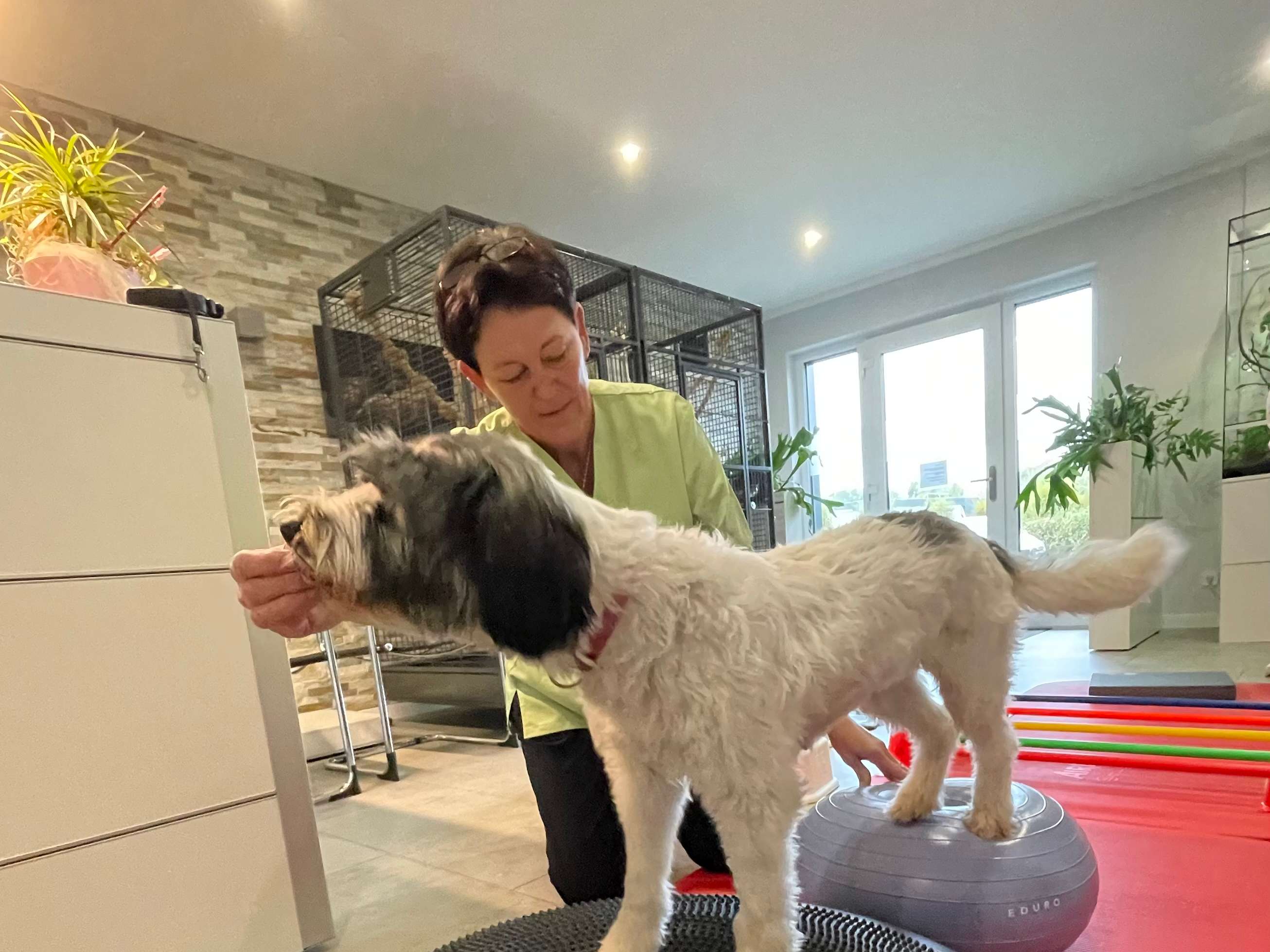 View 2 of Dogs Aqua fit - Tierphysiotherapie Damme