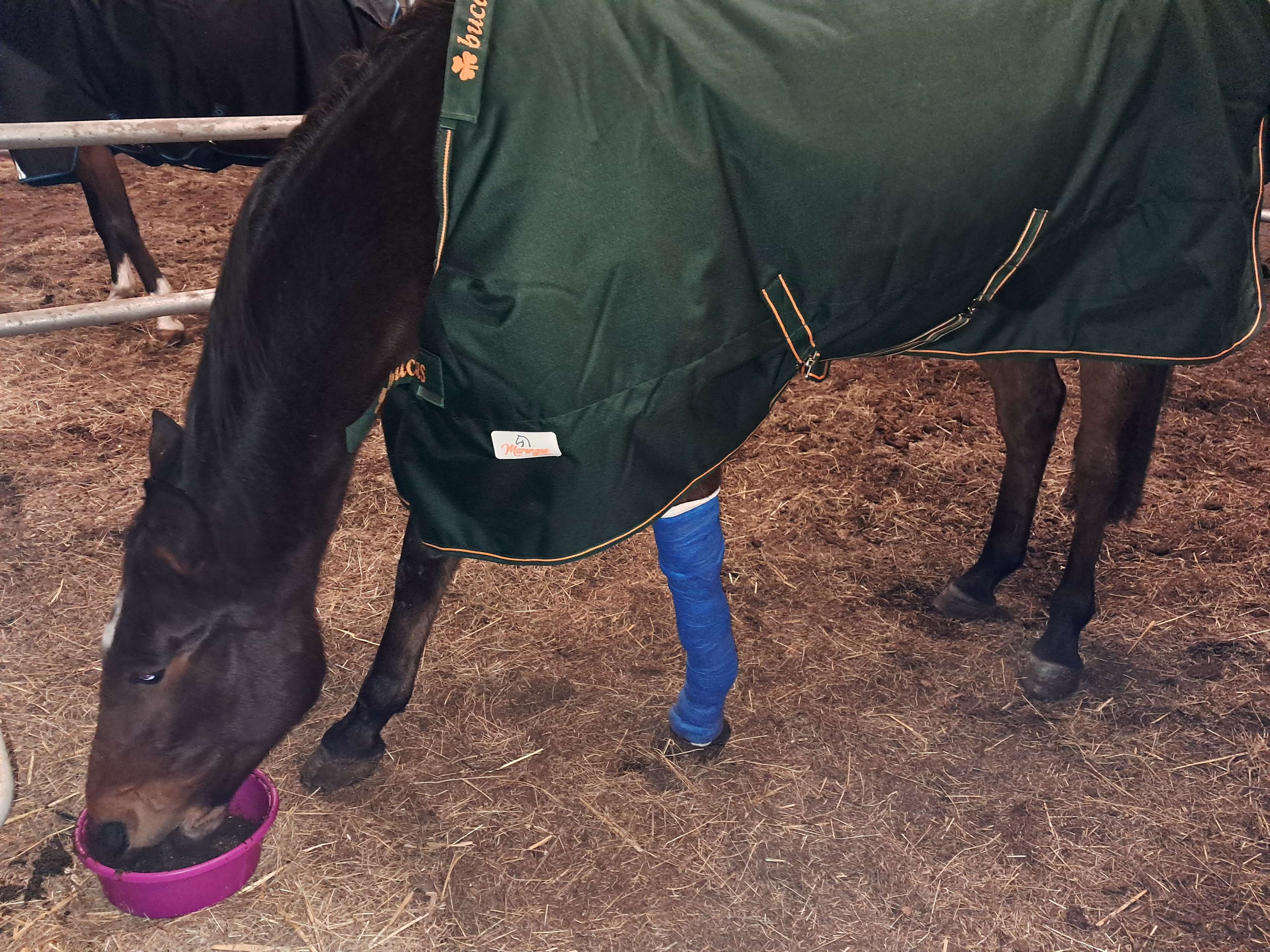 Ansicht 1 von Equine Health Care Dres. Gerlach & Banse