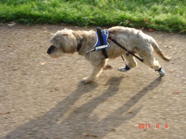 Ansicht 1 von Hundephysiotherapie