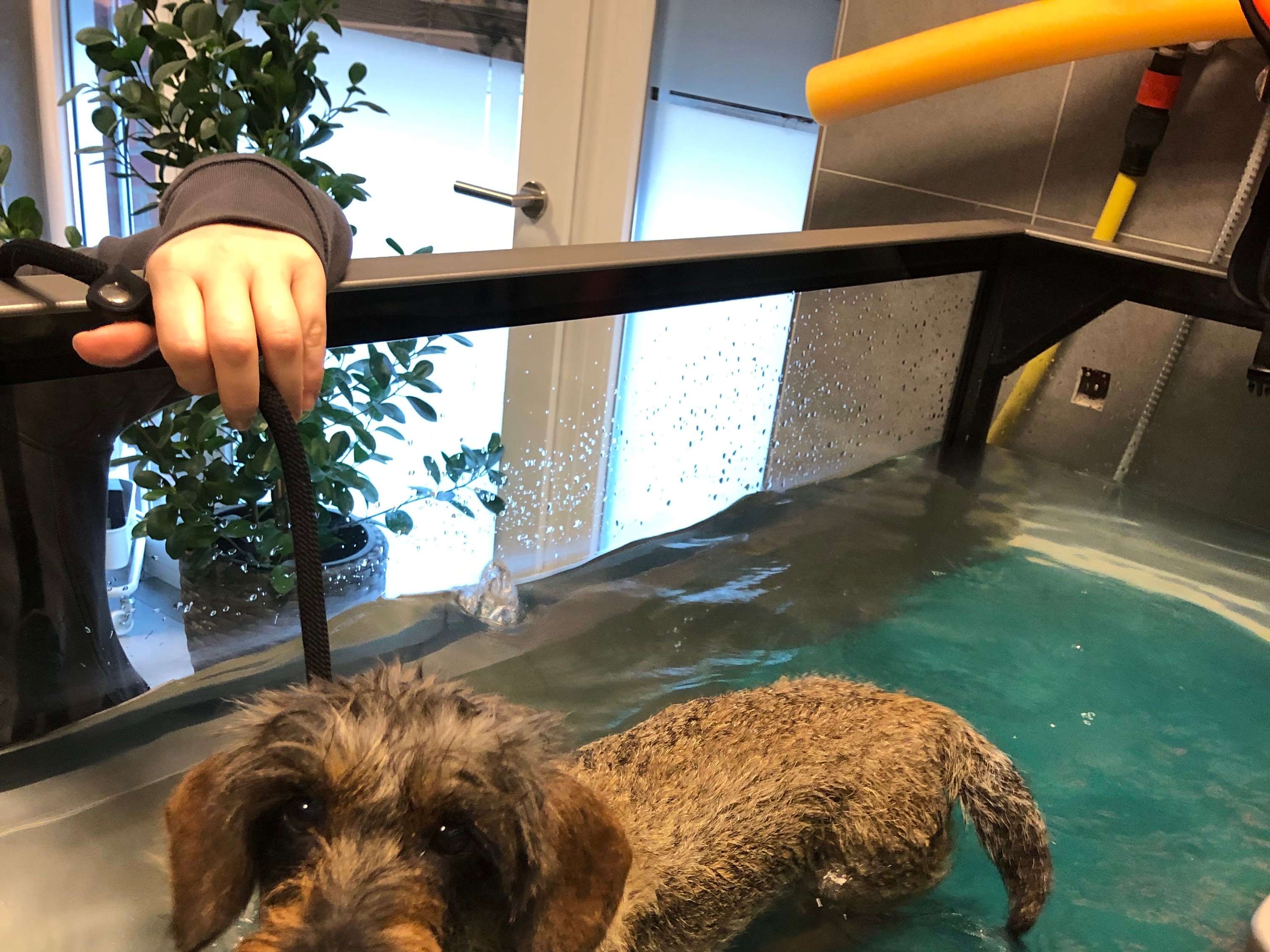 Ansicht 3 von Hundagil - Tierphysiotherapie und Hundeosteopathie