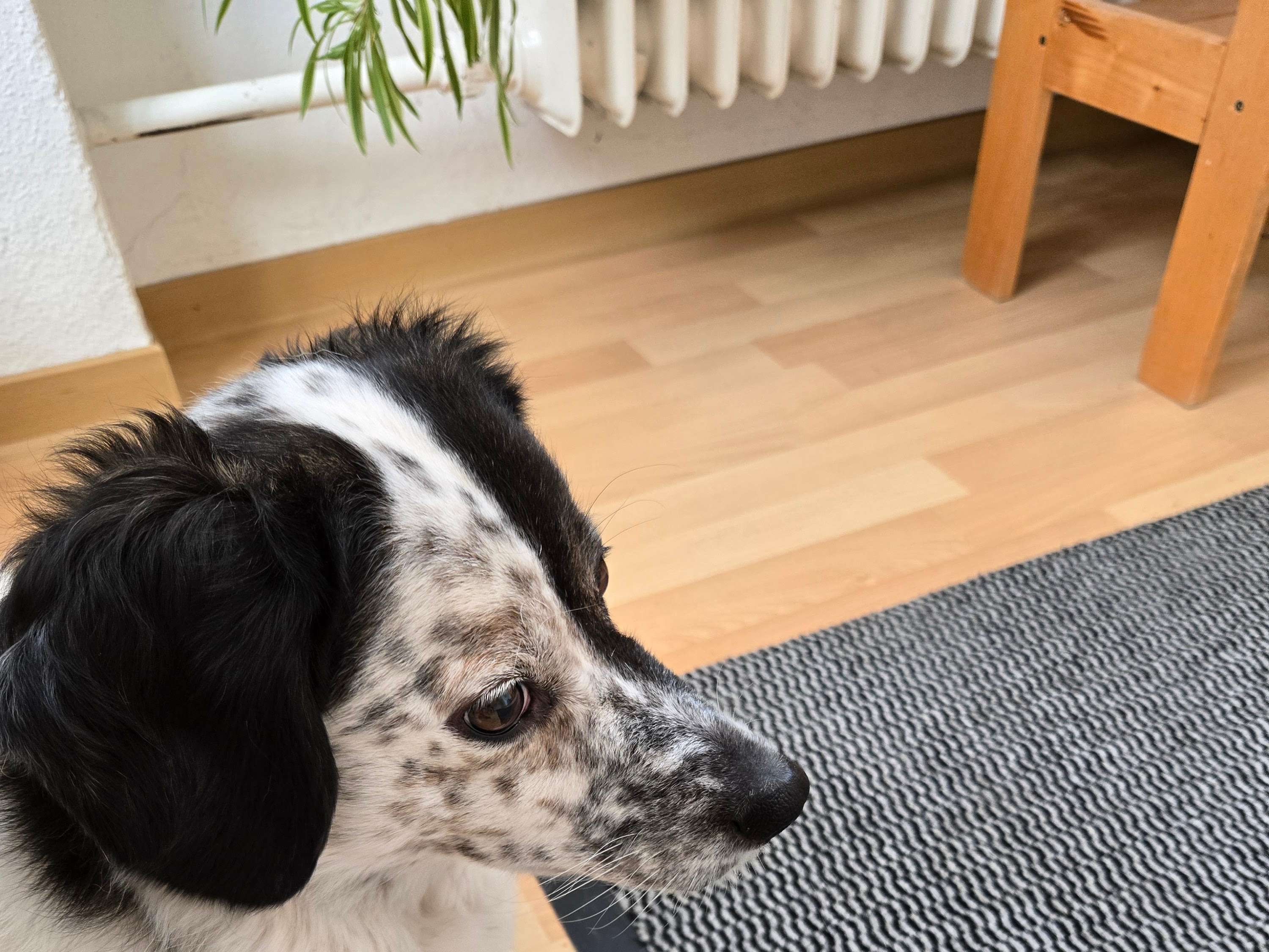 Ansicht 2 von Tierärztliche Gemeinschaftspraxis Dr. Gudula Schaper & Dr. Alexandra Schröder