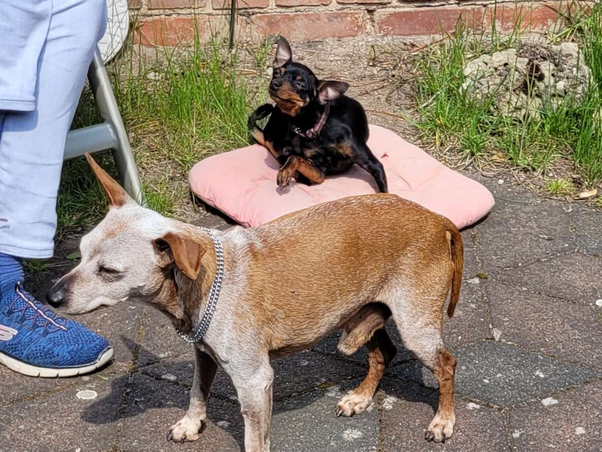 Ansicht 3 von Simon U. u. Weber M. Dres. med. vet. Tierärzte