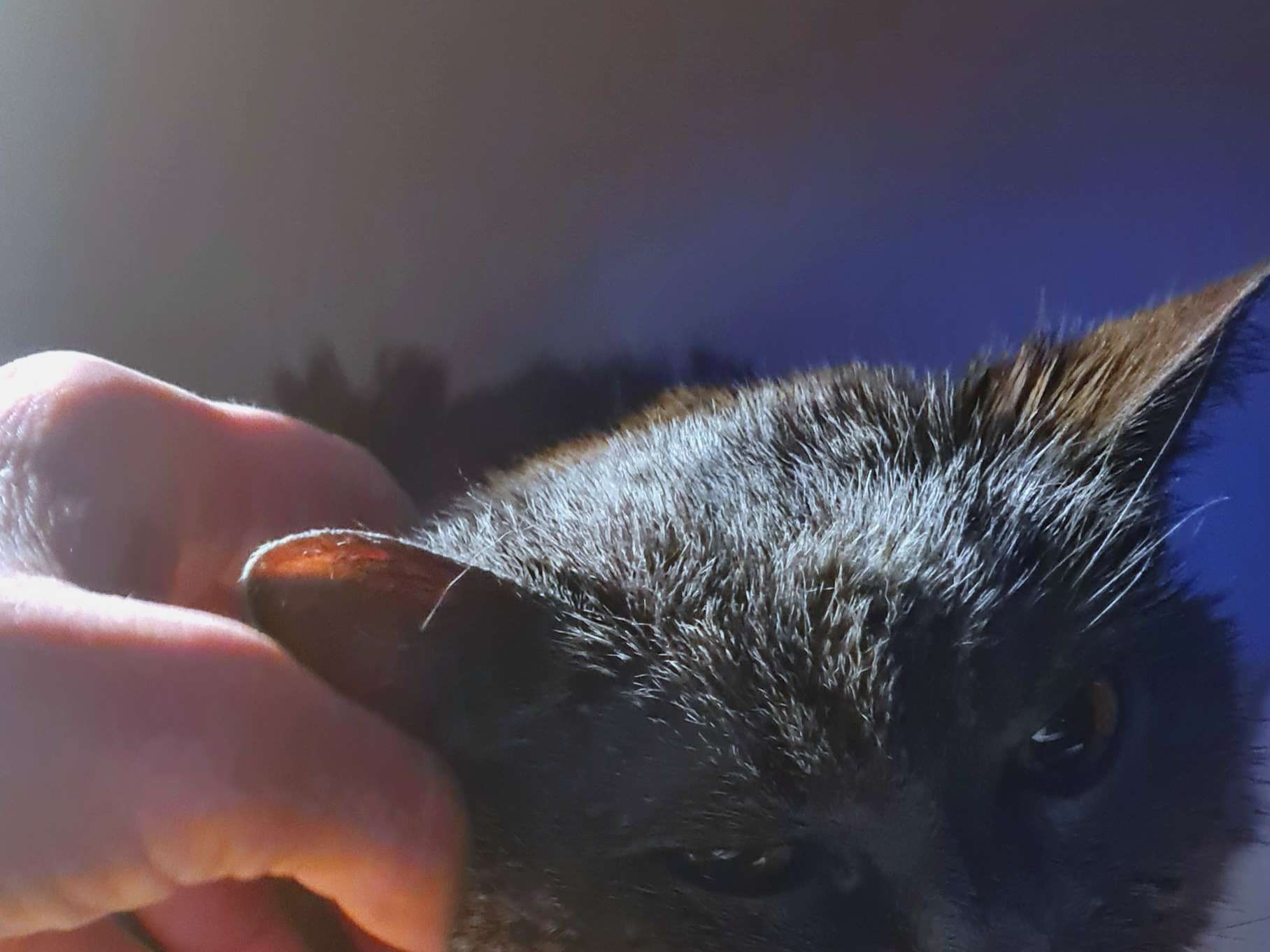 Ansicht 3 von Pampa Mobiler Tierarzt Potsdam