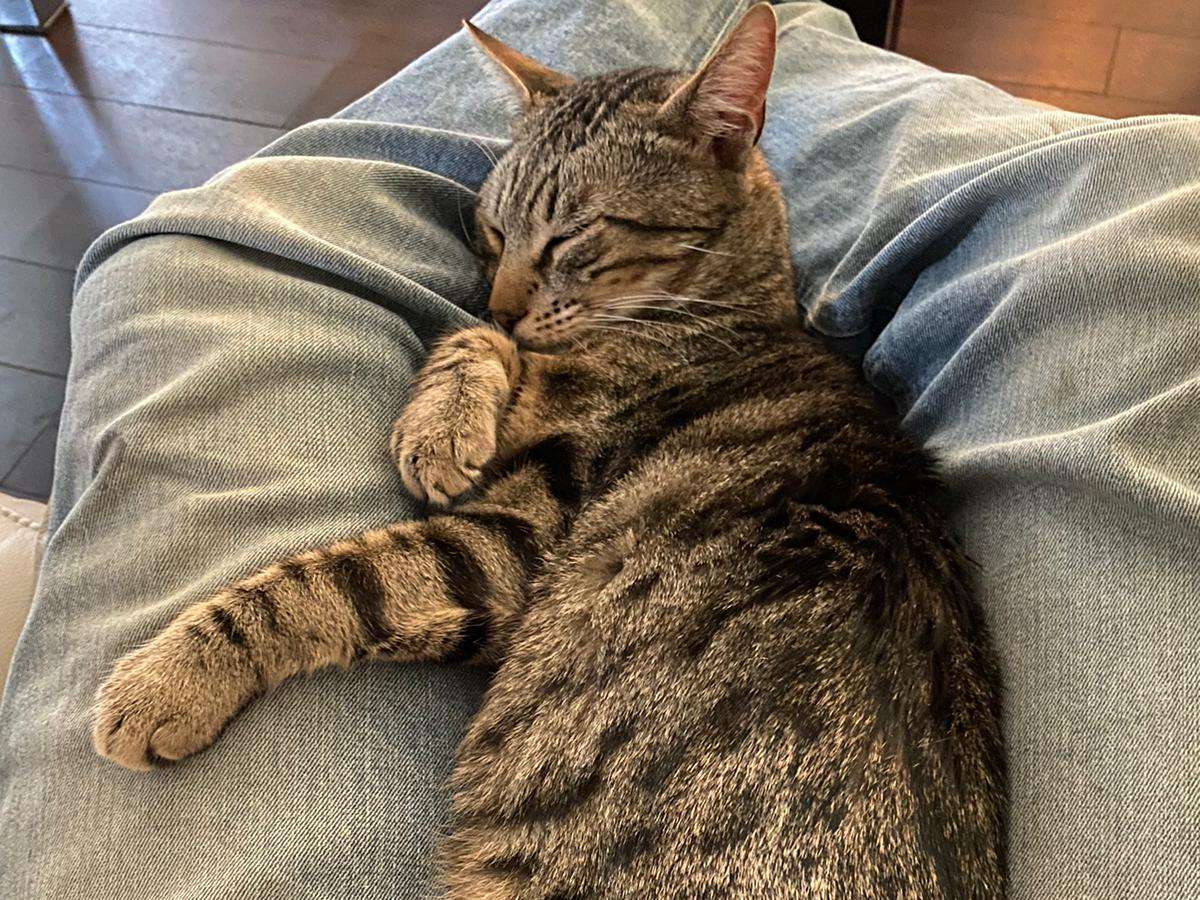 Ansicht 2 von Tierarzt Berlin, vets for cats Berlin - Tierarztpraxis für Katzen