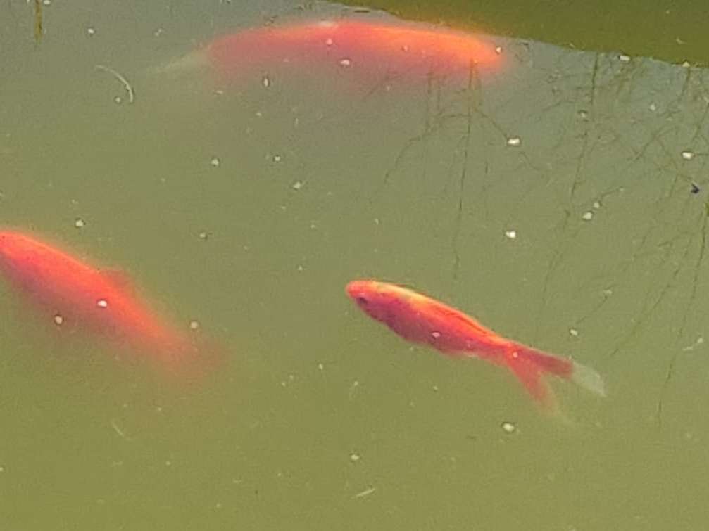 Ansicht 2 von Fischambulanz