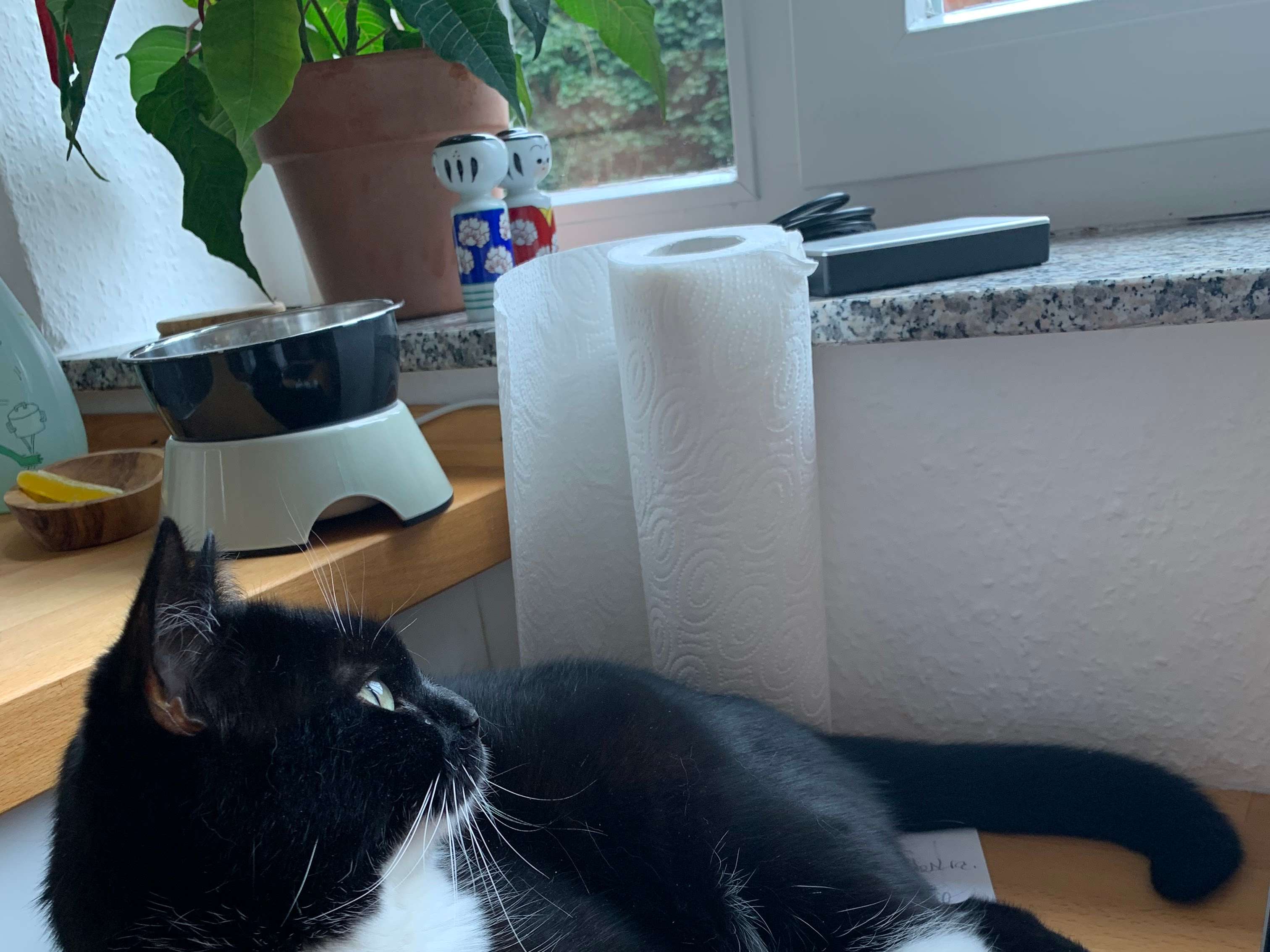Ansicht 4 von felmo Mobiler Tierarzt Hannover