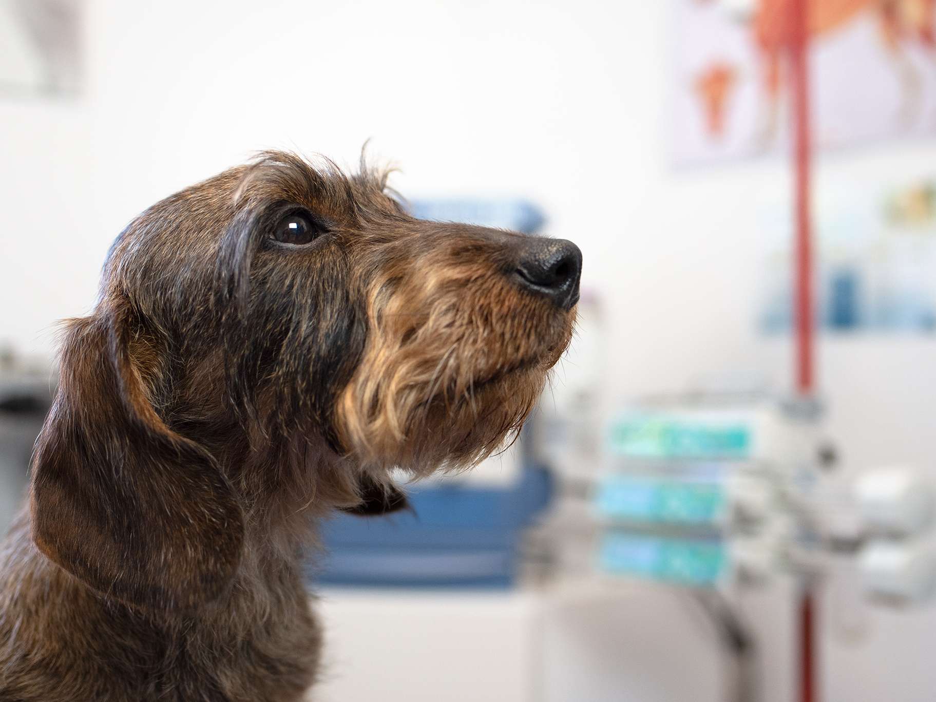 View 3 of Anaesthesia Animalis Inh. Dr Christoph Peterbauer | Breitenwaida