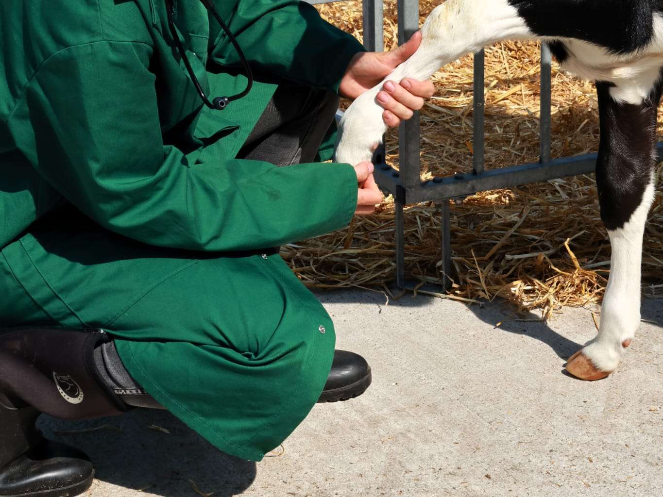 View 3 of Tierarztpraxis Franziska Golze — Mit Herz für Pferd & Rind