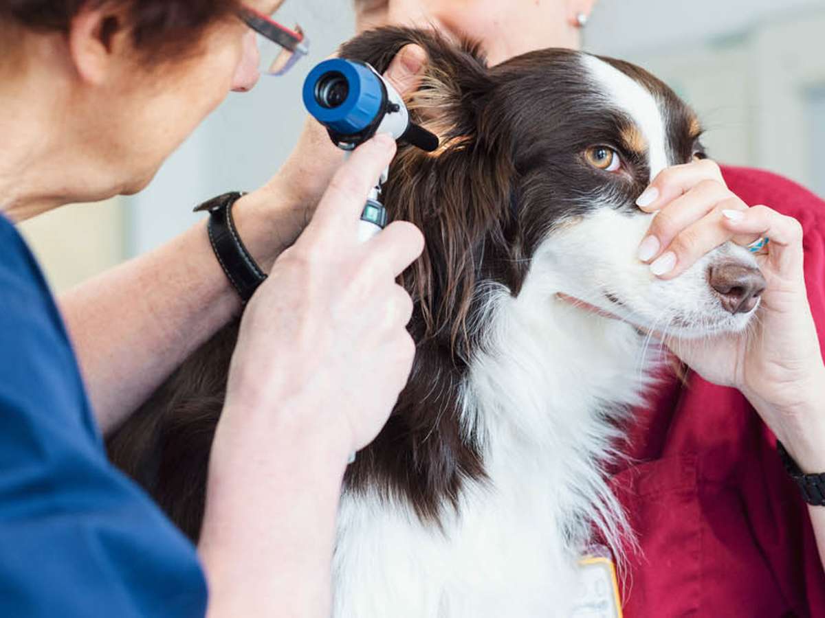 Ansicht 3 von Tierarzt Aachen, Tierärztliches Zentrum für Chirurgie Dr. Kinzel Aachen