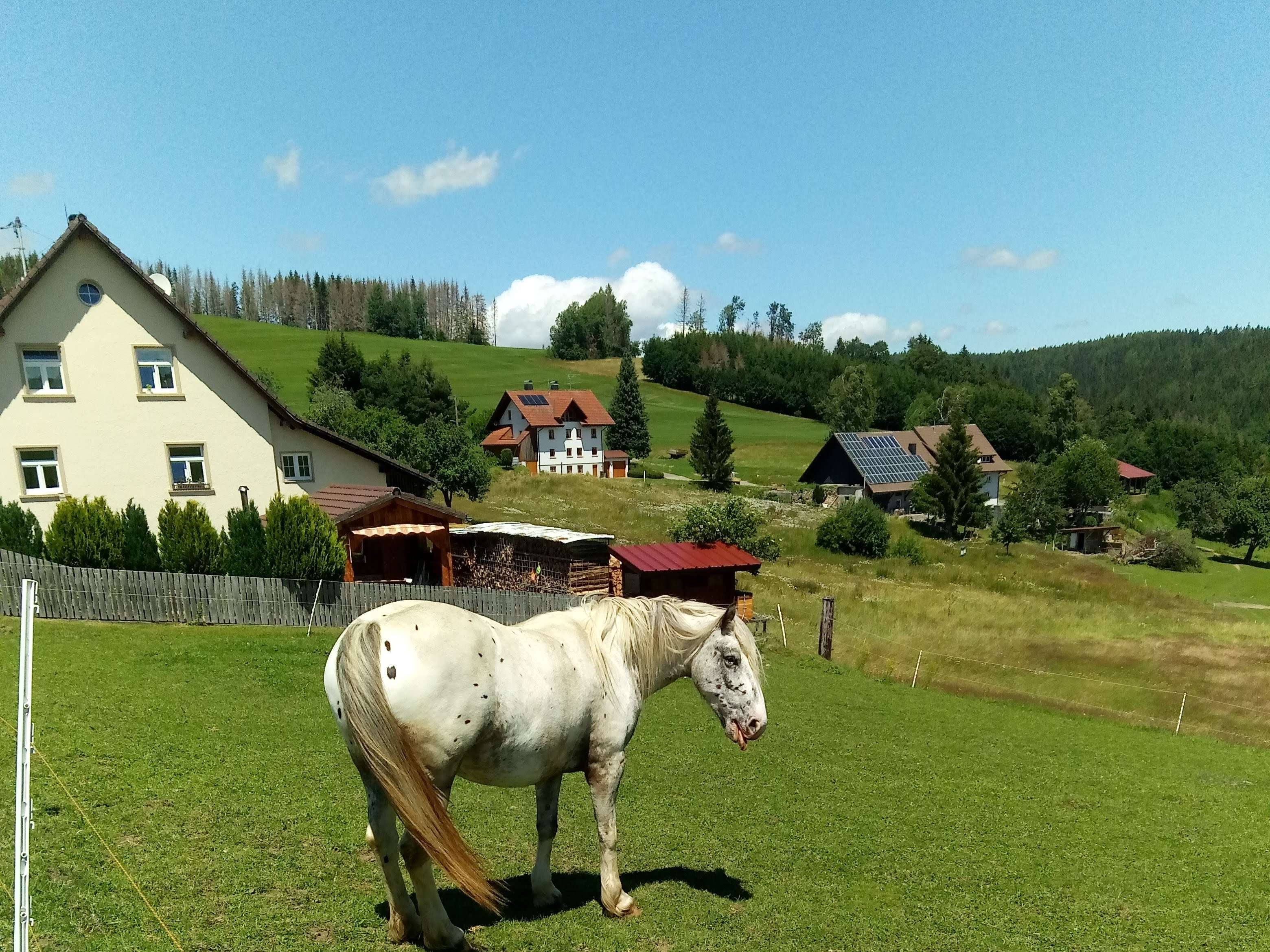 Ansicht 1 von Tierarztpraxis Ühlingen C. Fels