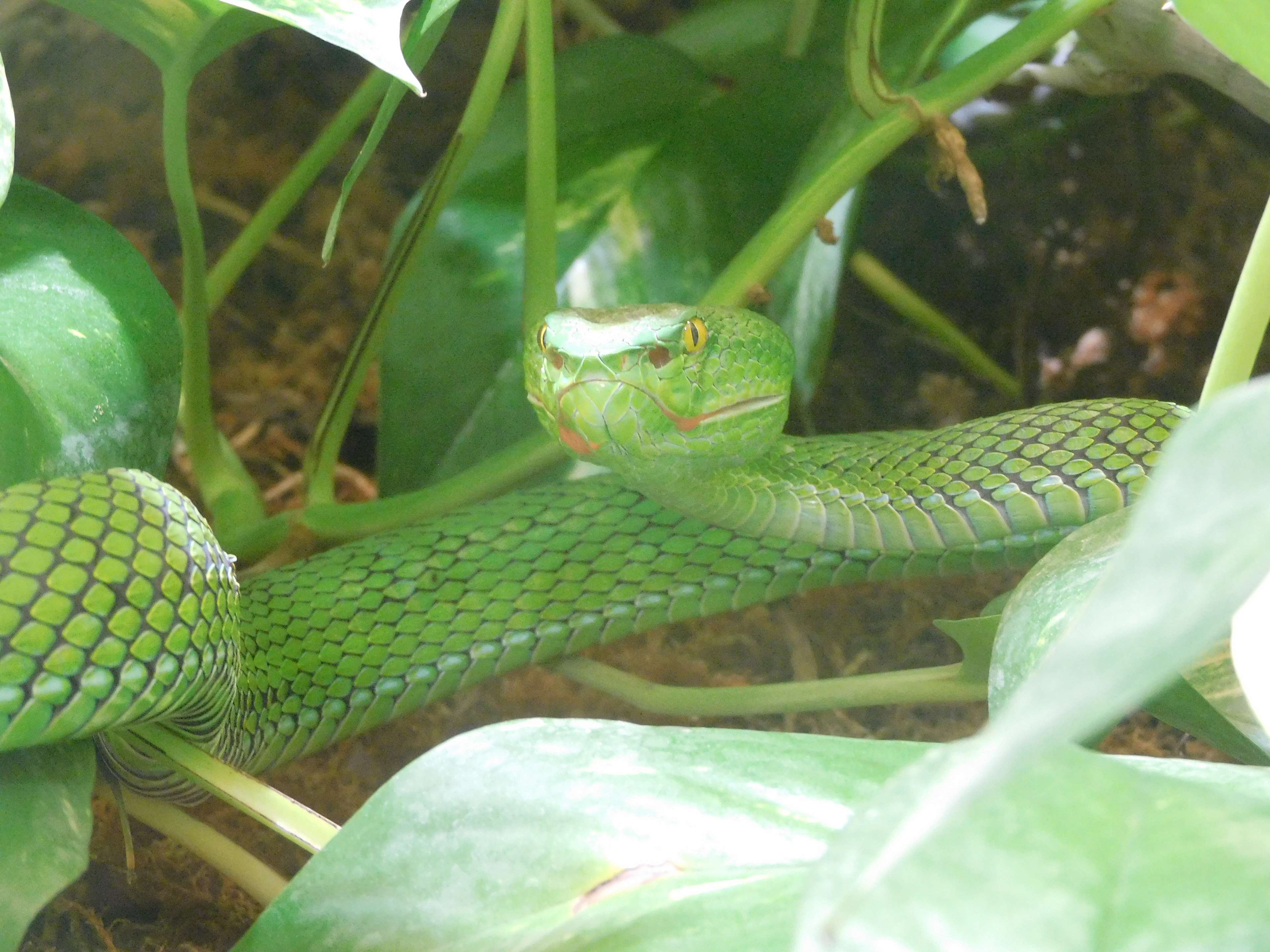 Ansicht 2 von Mobile Tierarztpraxis für Reptilien